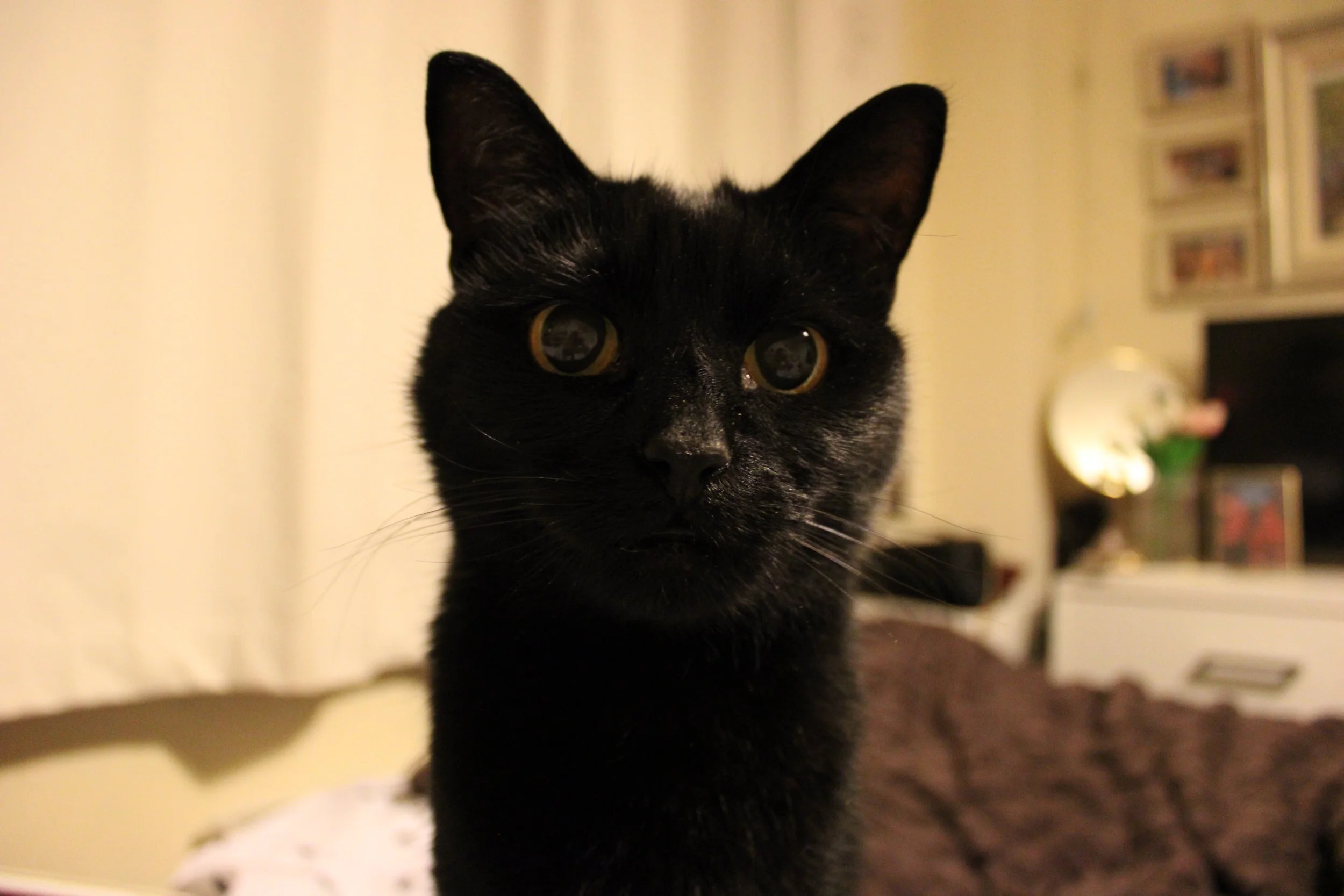 Close-up of a black cat with yellow eyes, indoors with blurred background.