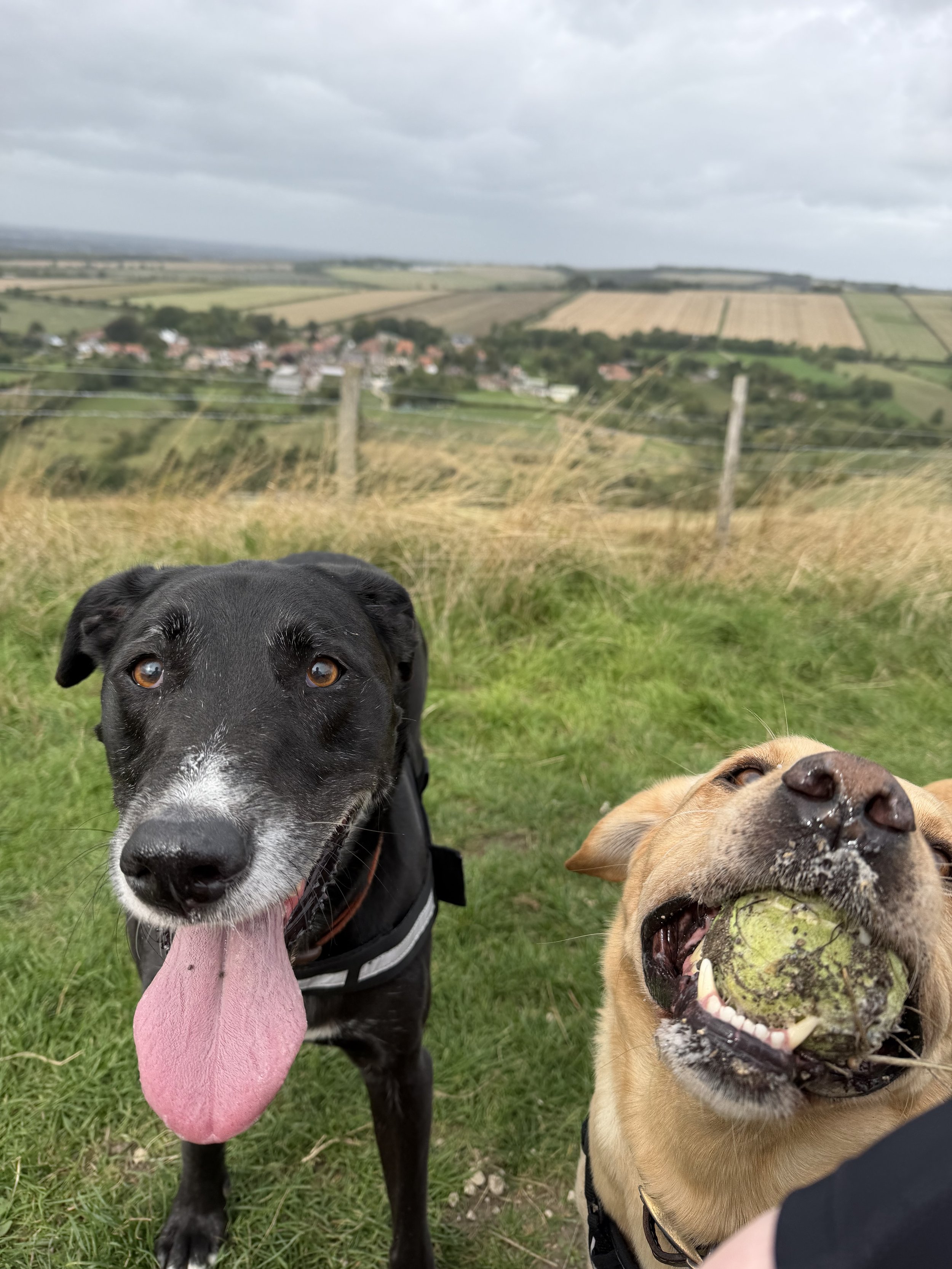 Two dogs standing on grass with rolling fields and cloudy sky in the background. One is a black and white dog with a long tongue hanging out, and the other is a tan dog with a tennis ball in its mouth.