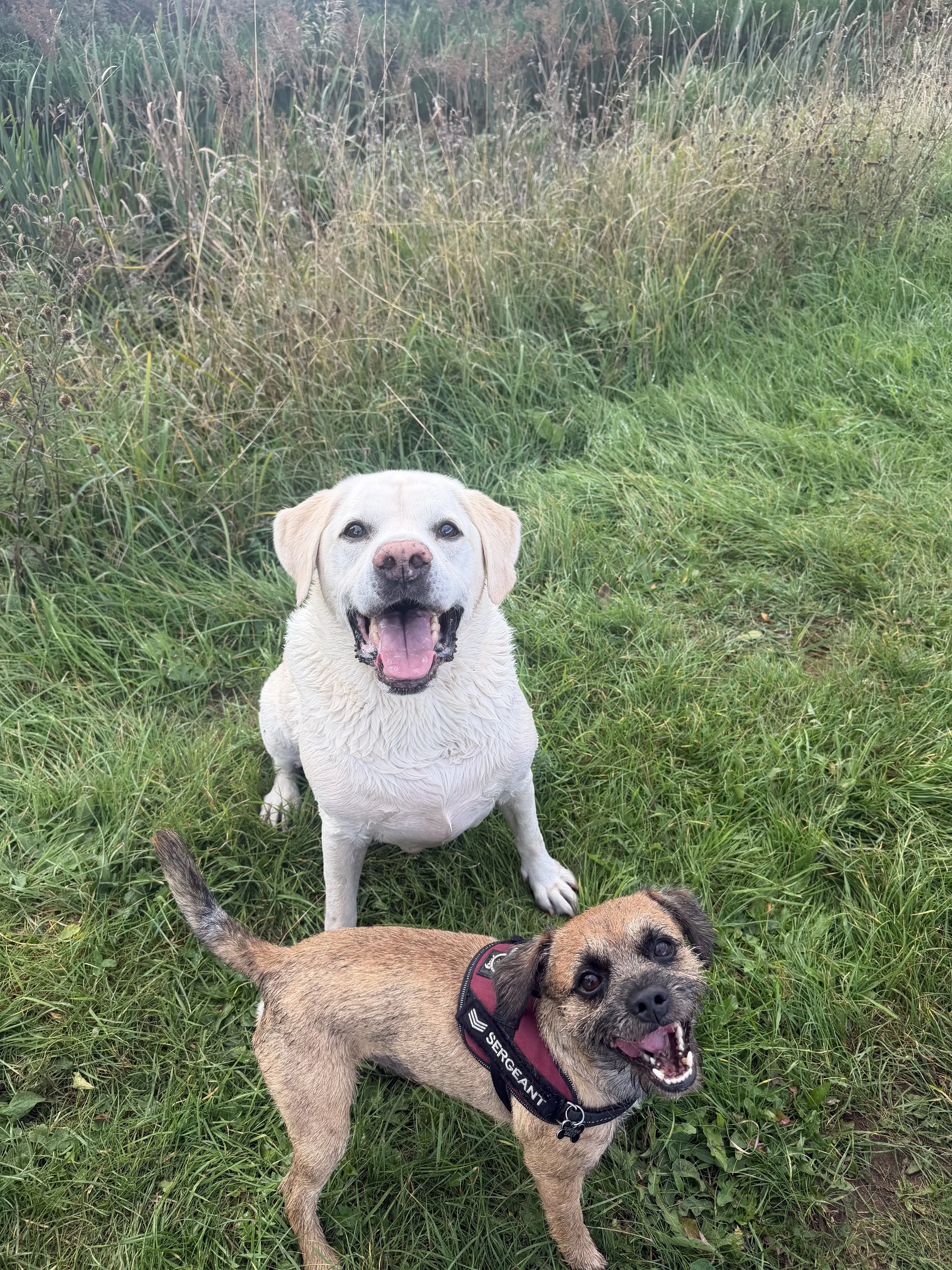Two happy dogs sitting on green grass in a grassy field, one is a light-colored Labrador Retriever and the other a tan and black mixed breed wearing a black harness.