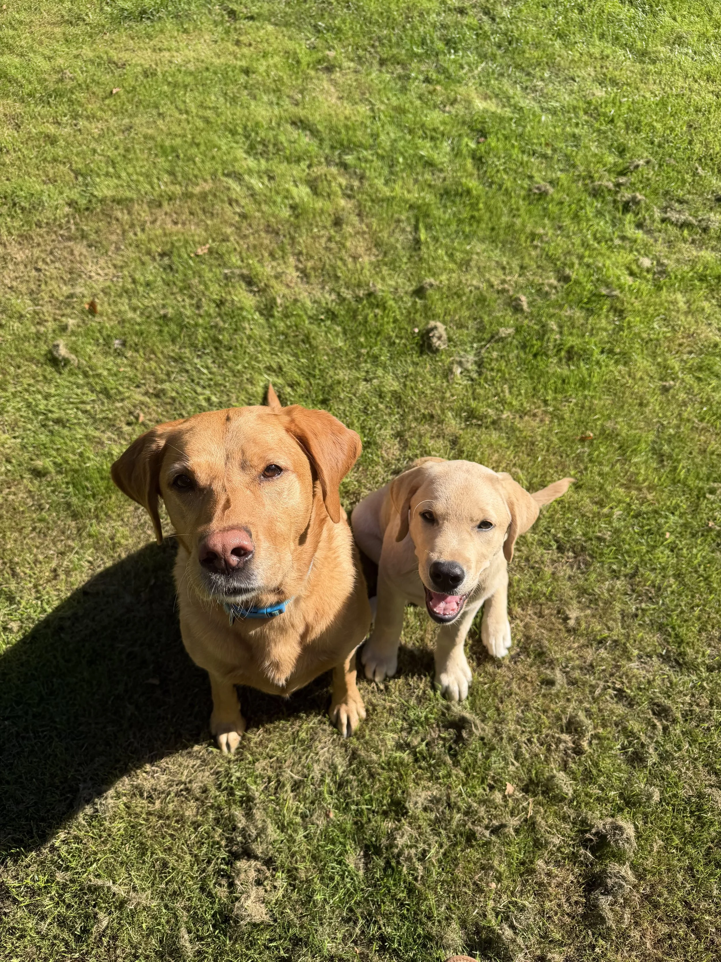 Two yellow Labrador retrievers sitting on grass, looking up at the camera with a patch of grass and dirt behind them.