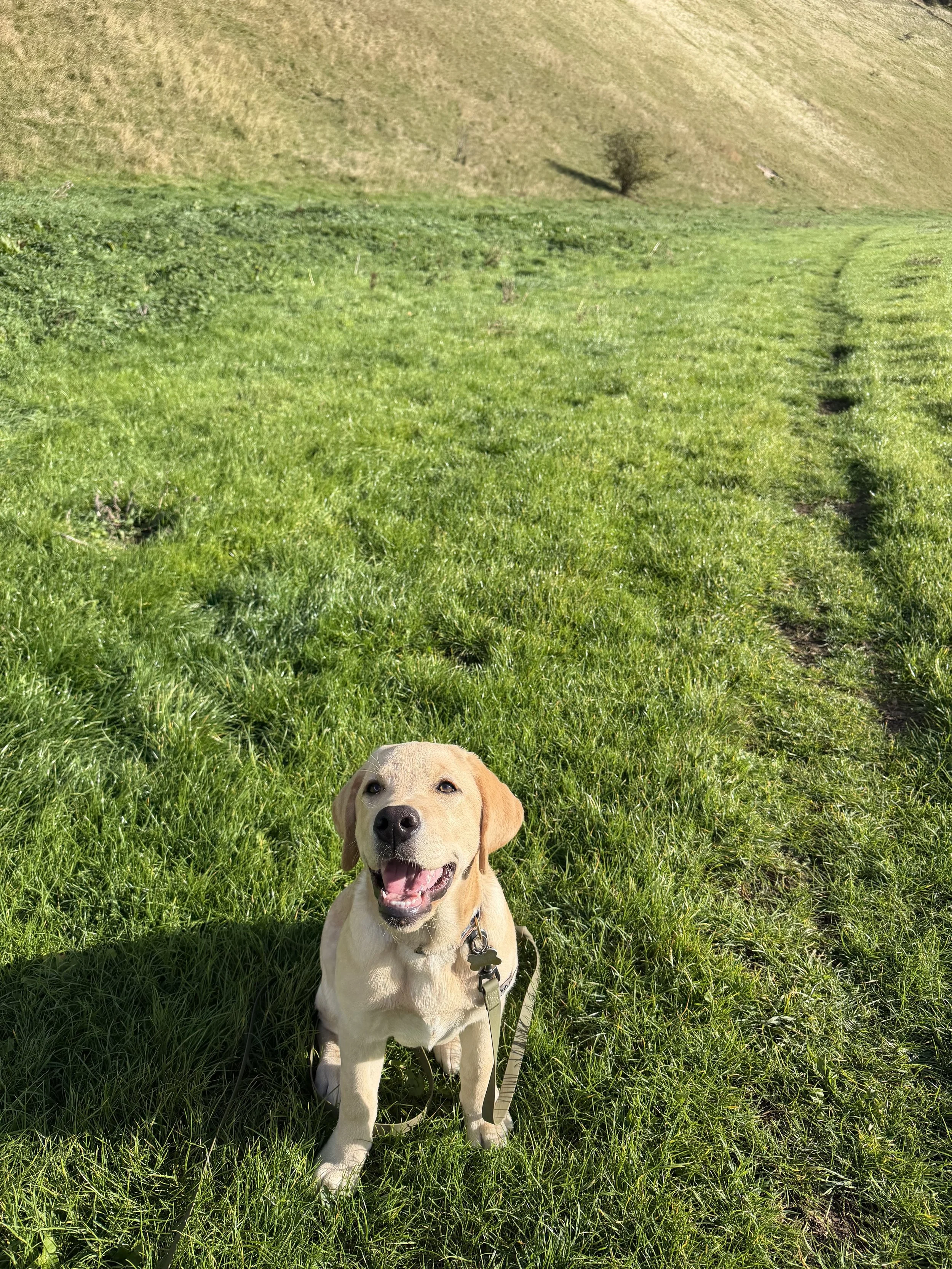 A happy yellow Labrador retriever puppy sitting on green grass in a scenic outdoor area with a hillside and a few trees in the background.
