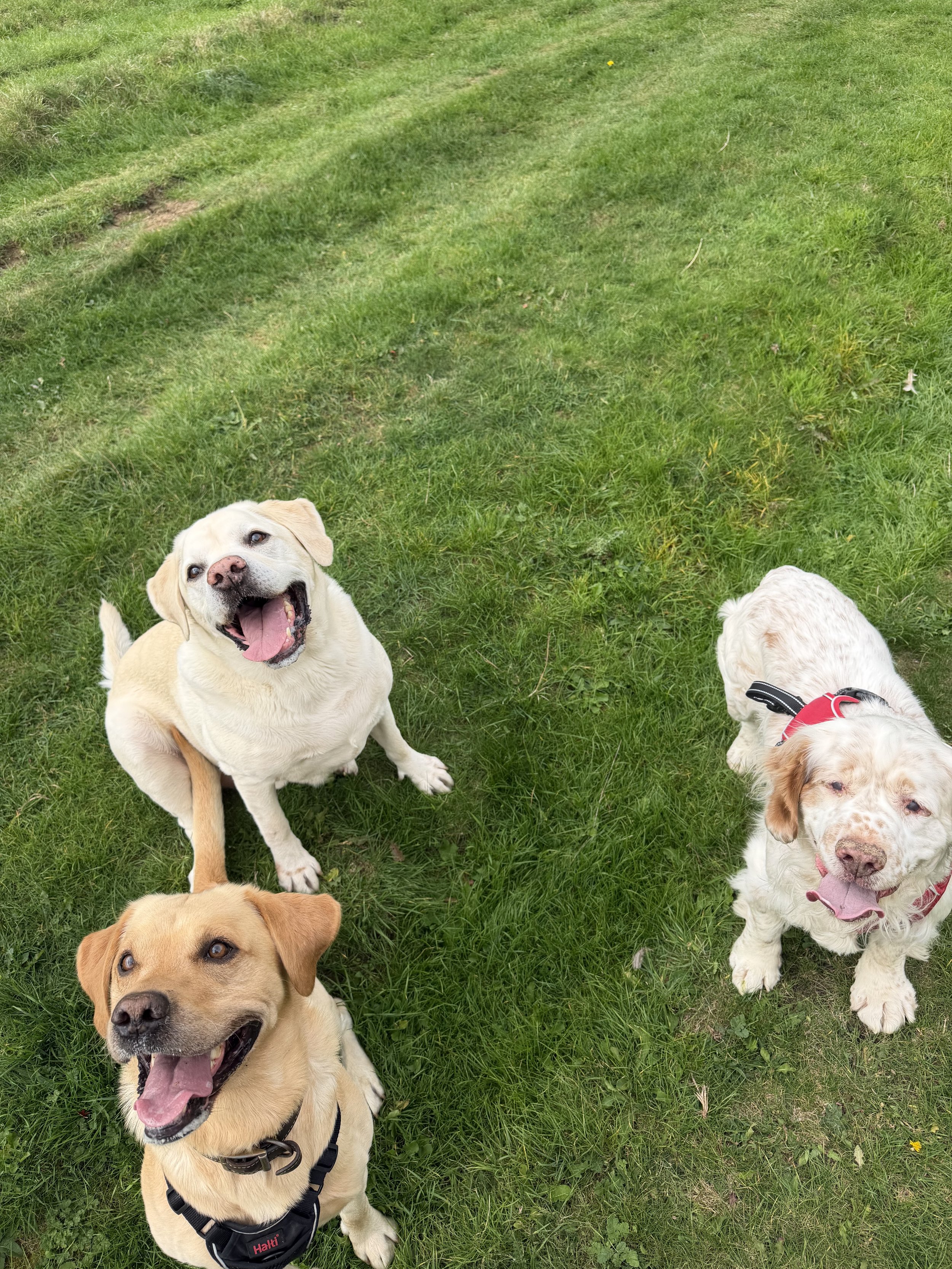 Several dogs of various breeds and colors sitting on green grass, looking up and smiling.