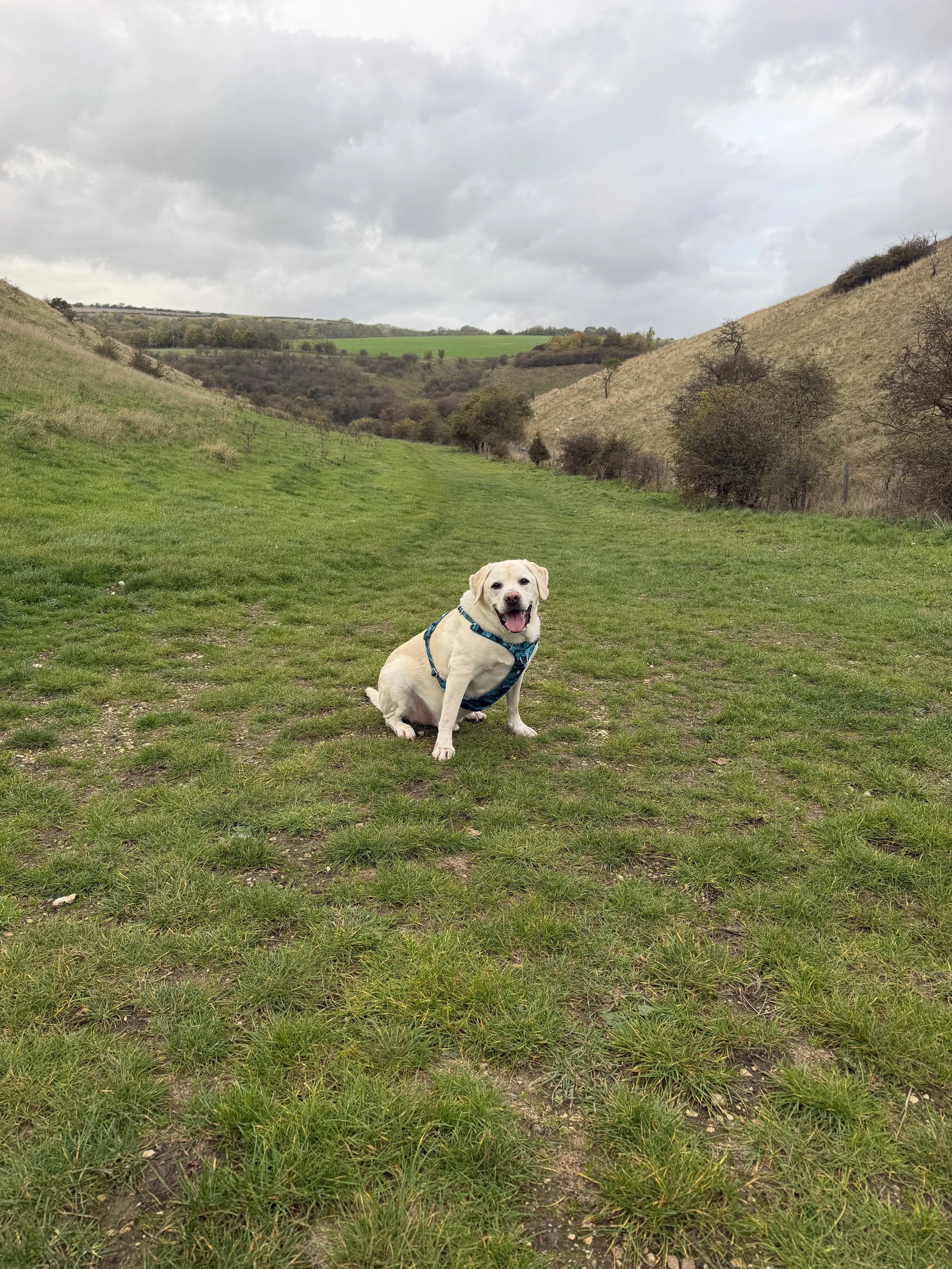 A happy yellow Labrador retriever dog sitting on a grassy trail in a hilly landscape with trees and shrubs, under a cloudy sky.
