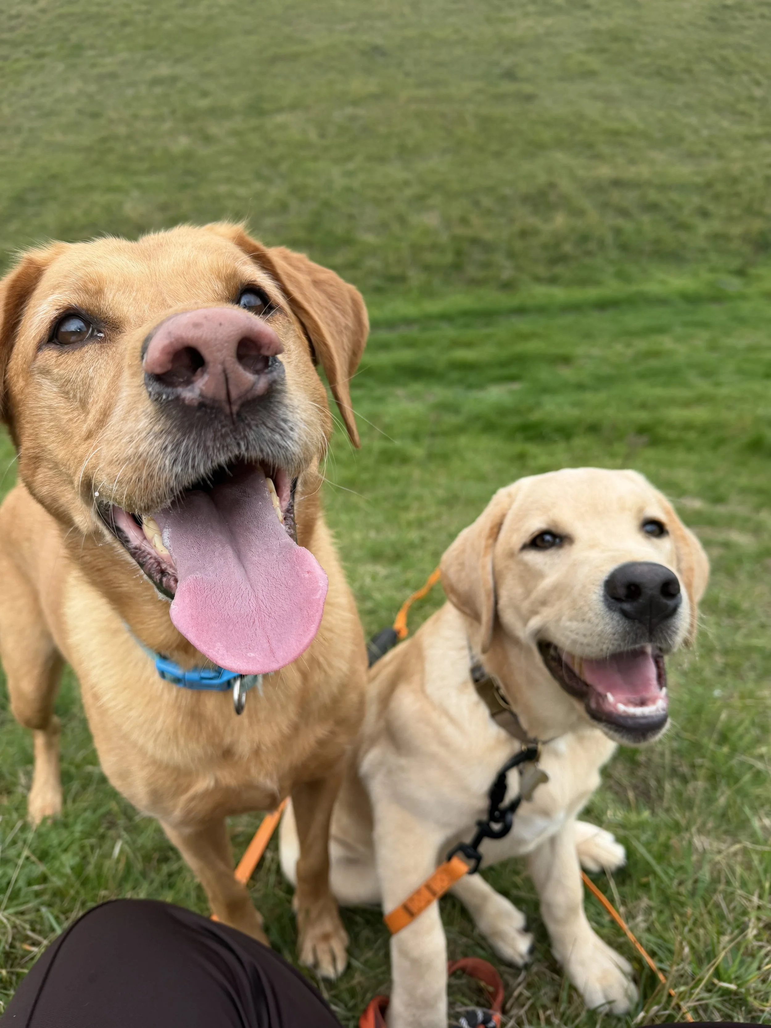 Two yellow Labrador retrievers sitting on grass, smiling with open mouths, one with a blue collar and the other with an orange collar, in an outdoor park setting.