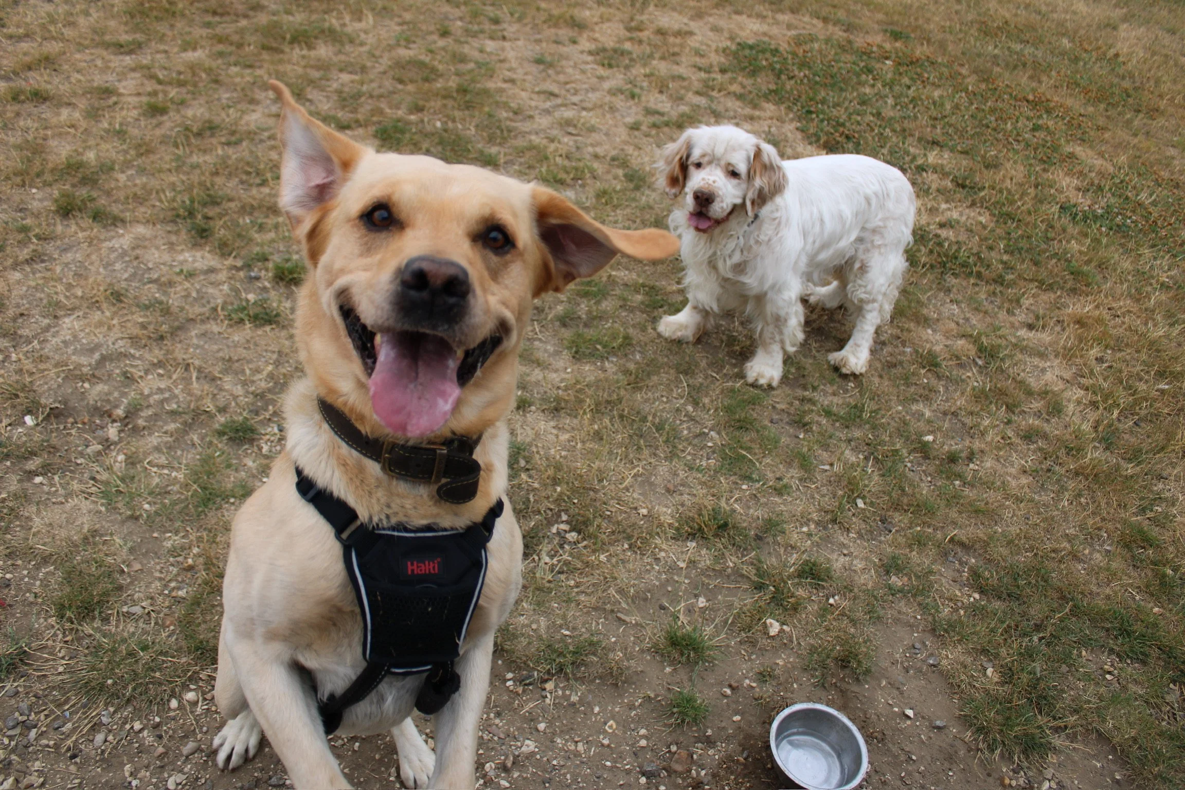 A joyful light tan dog with a harness and a cream-colored curly-haired dog sitting on a grassy and dirt patch yard with a metal dog bowl on the ground.
