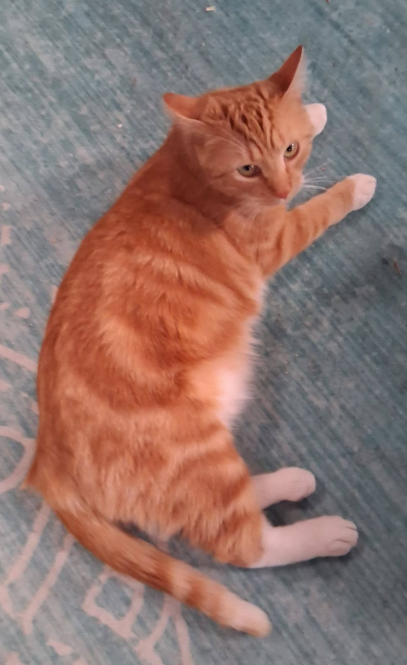 Solaire, a orange tabby with white paws and belly has her ears slightly back, giving the camera an unimpressed look.