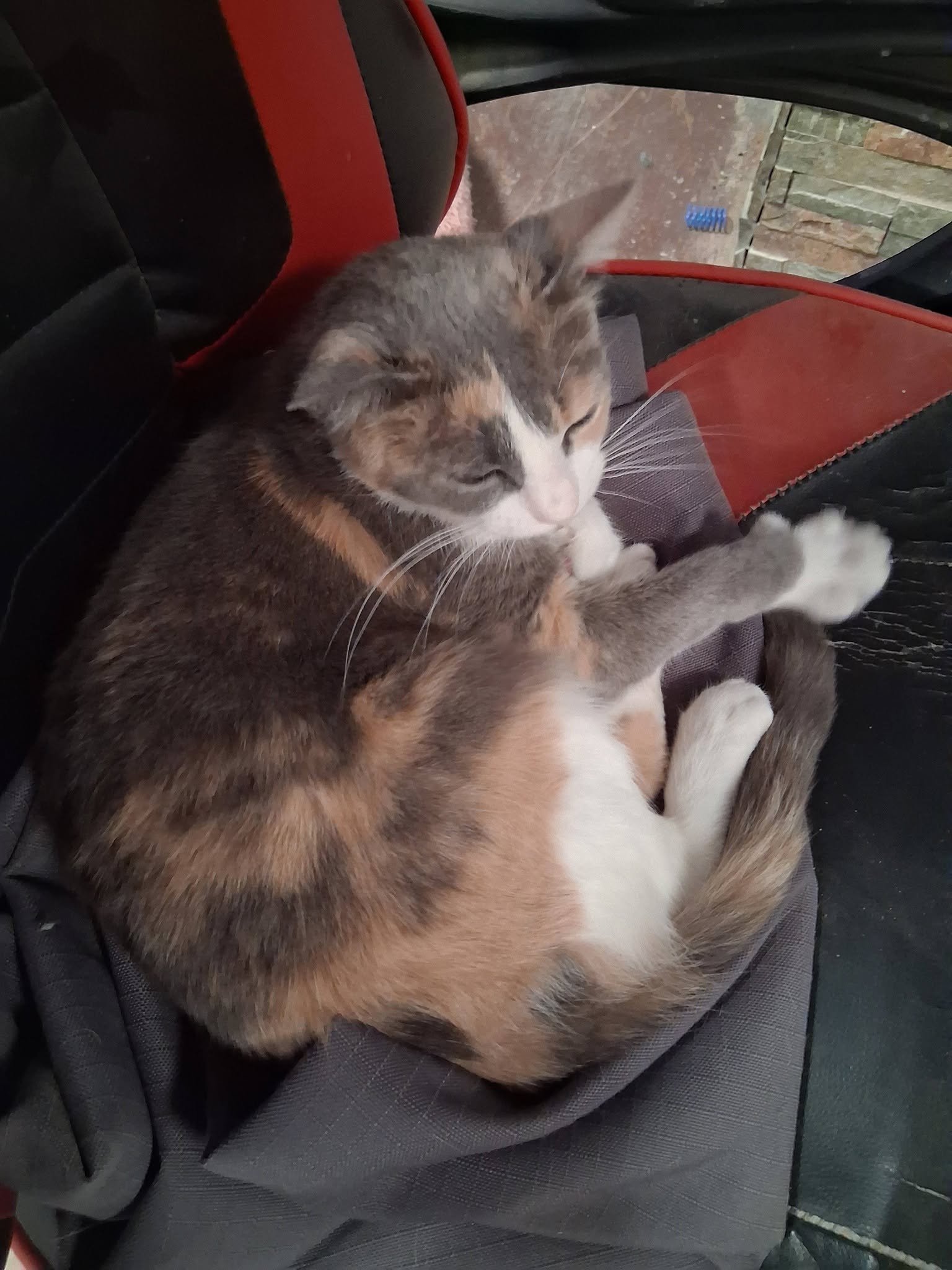 MIsty, a dilute calico, is curled up in a chair, one paw out, kneading, and she is meowing.