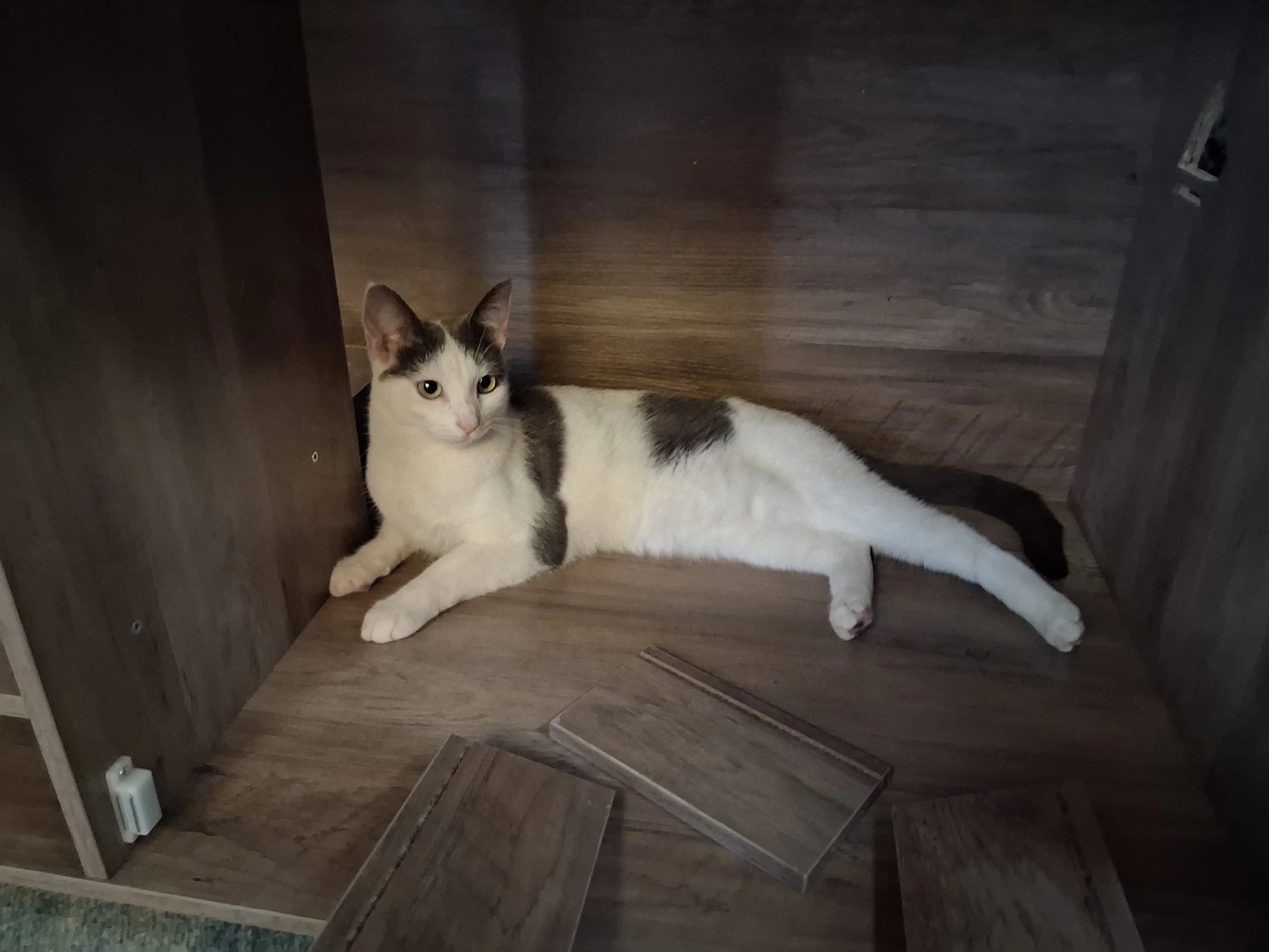 Selene, a mostly white cat with black spots, is laid out in something that is being built. Looking slightly away from the camera.