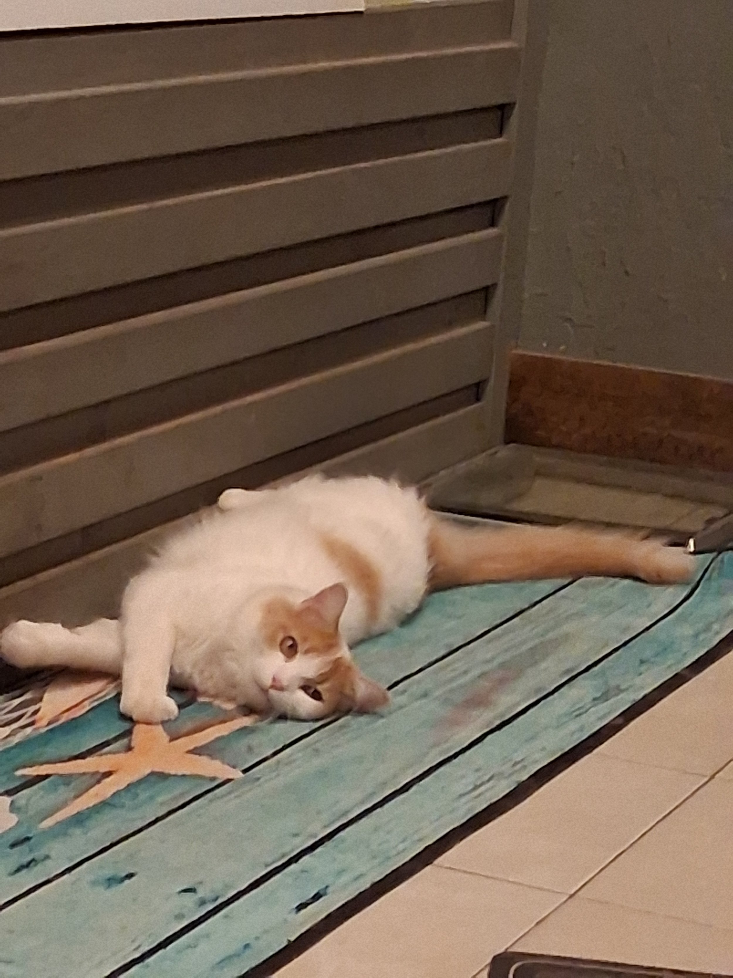 Sasha a mainly white cat with yellow/orange spots is sitting in a sprawled out on a blue, sea shell themed bathmat, looking towards the camera.