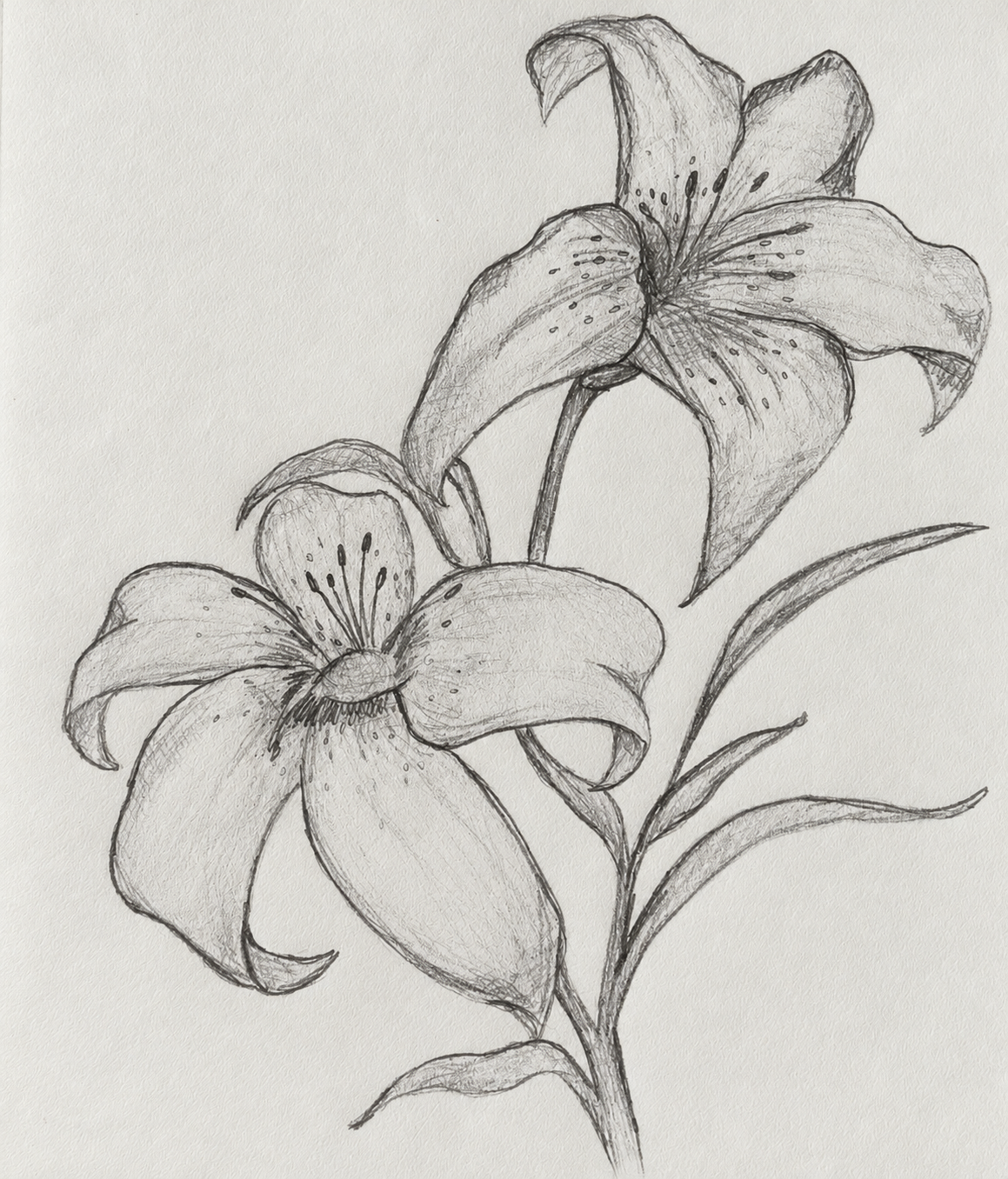 Clean Portfolio Sketch of Two Lilies.png