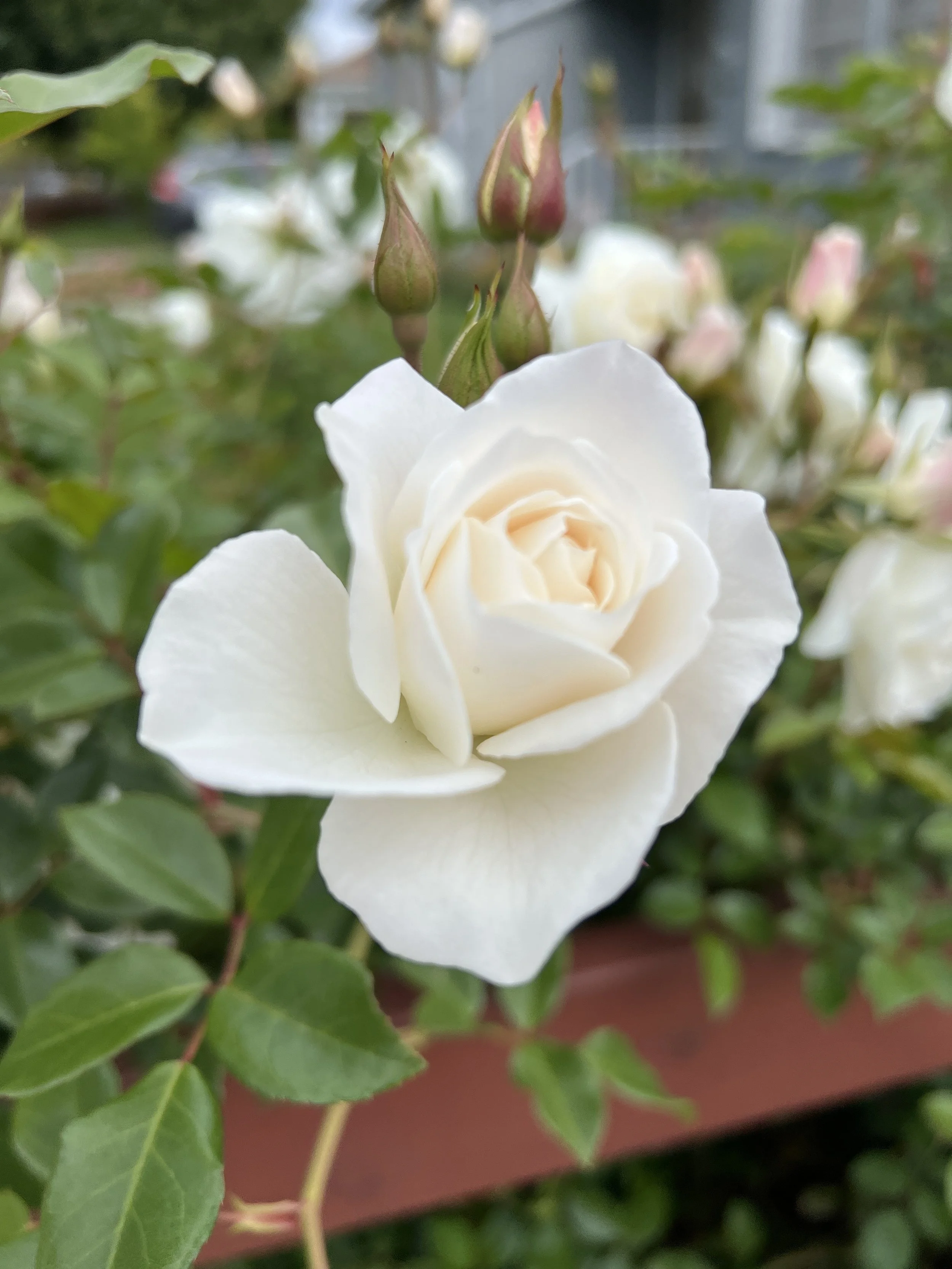 Close-up of a white rose flower with several pinkish-green buds, surrounded by green leaves.