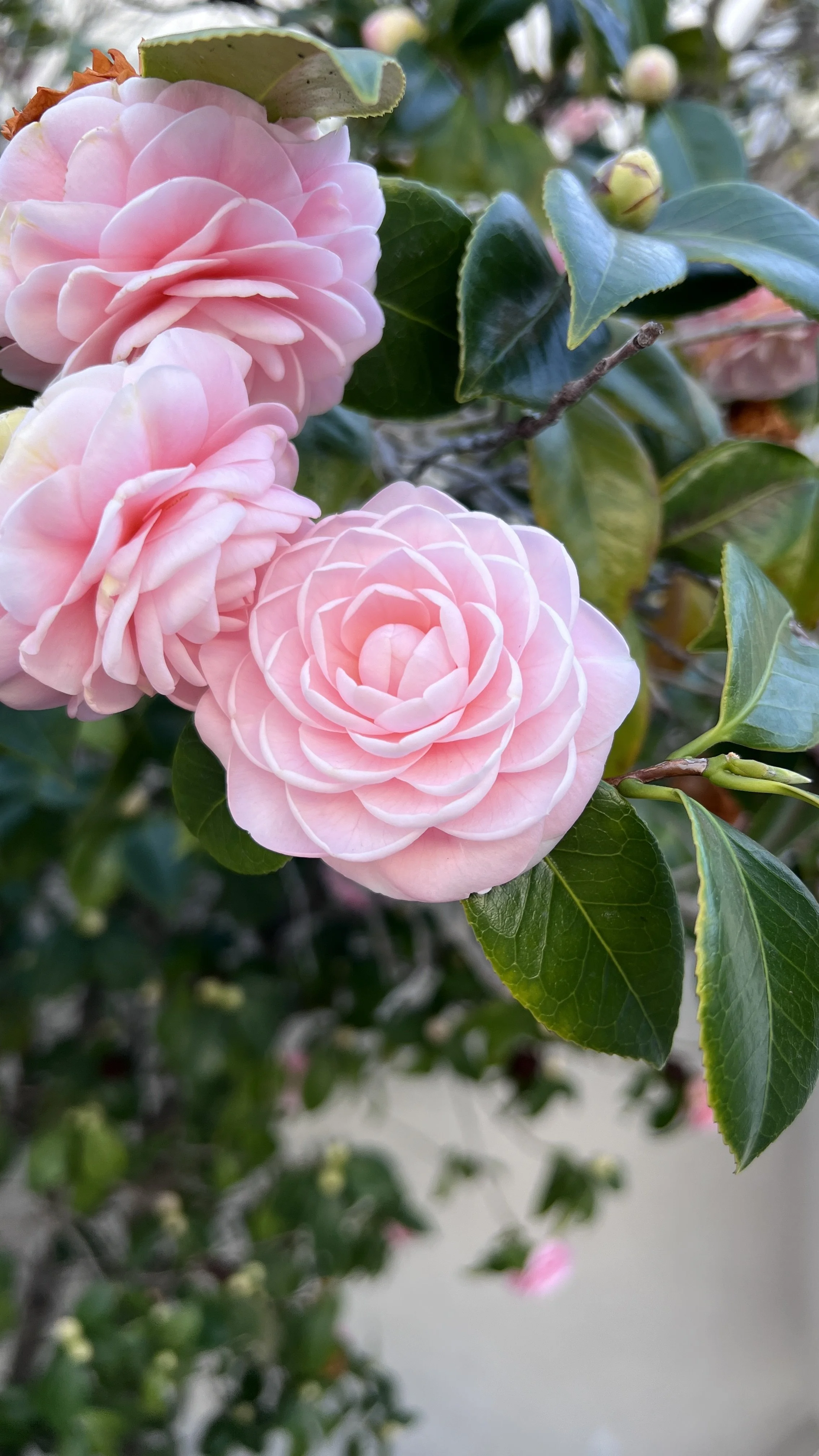 Close-up of pink camellia flowers on a bush with green leaves.