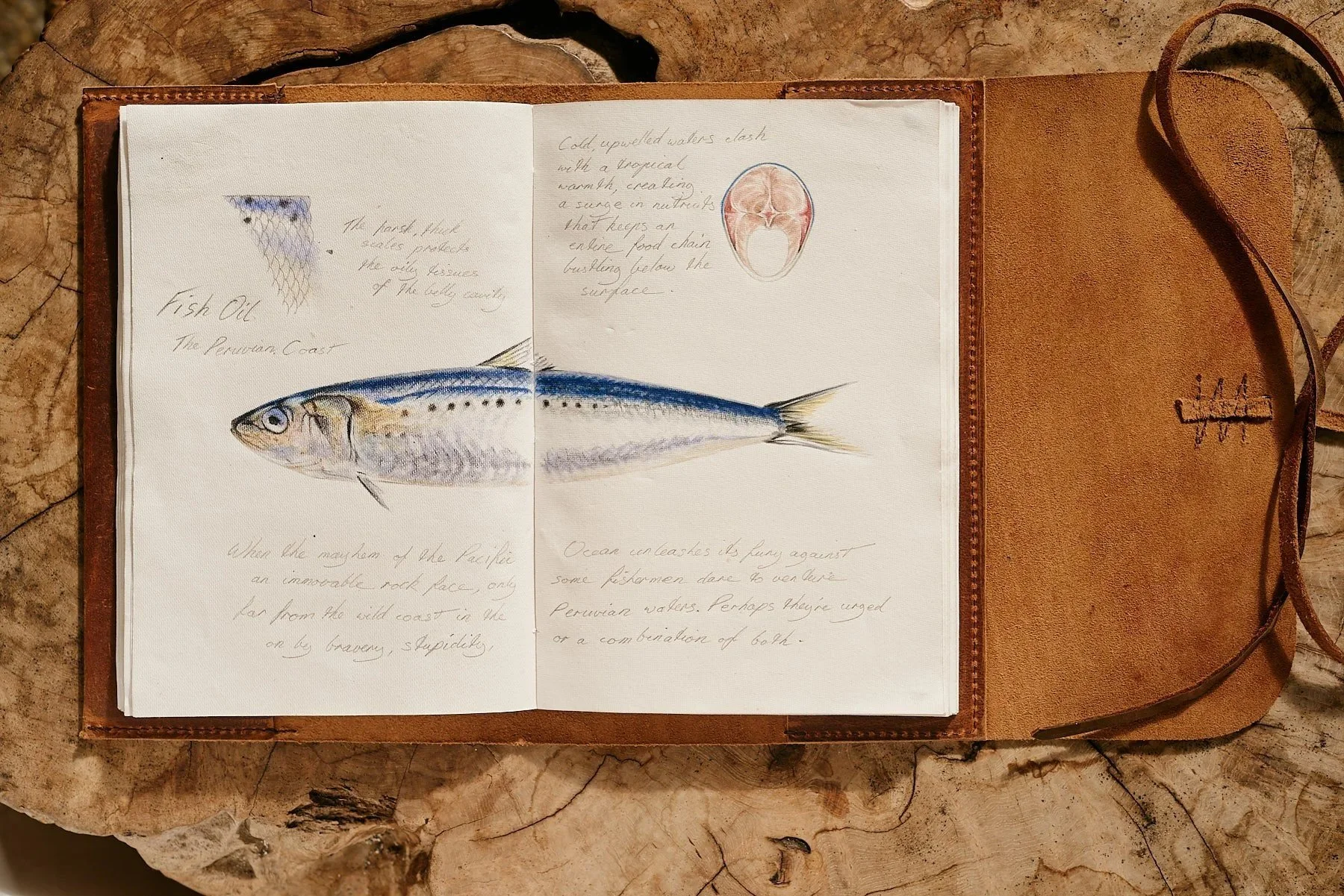 Journal pages: fish