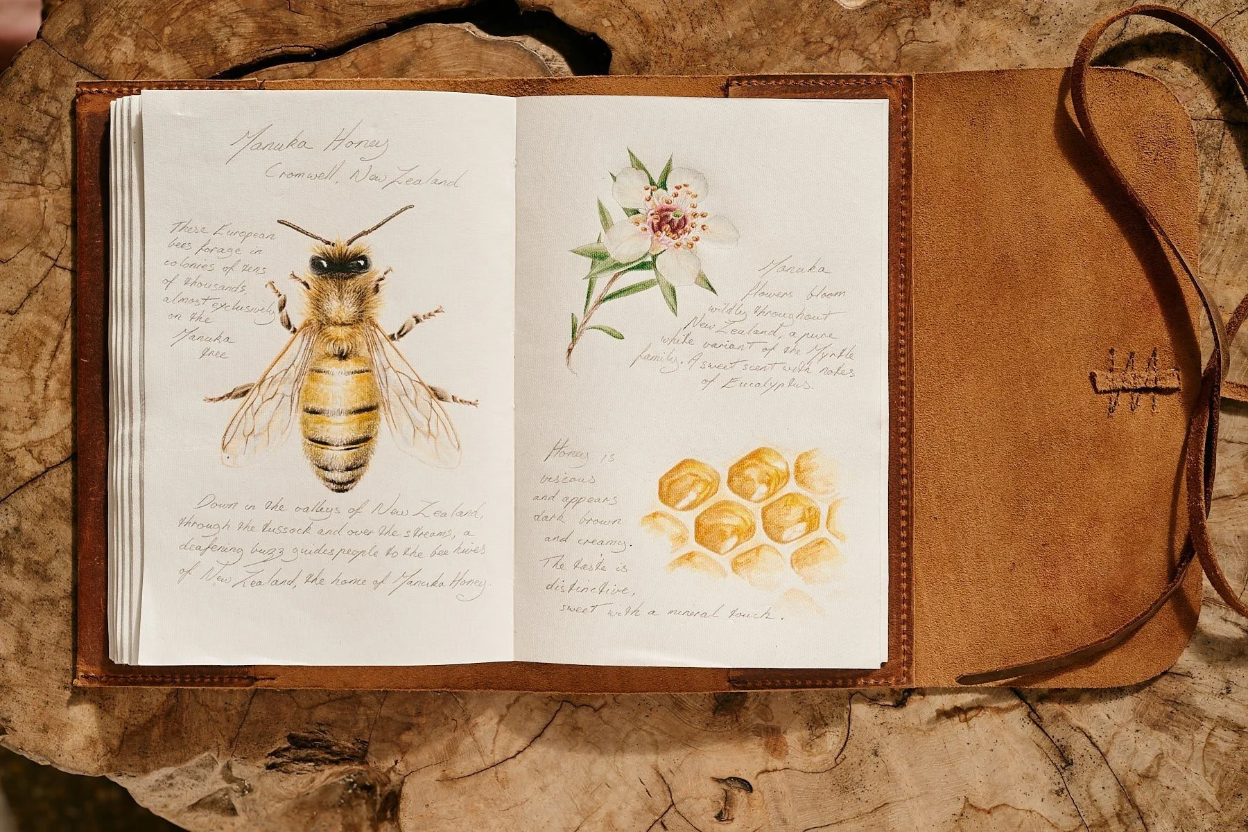 Journal pages: cranberry