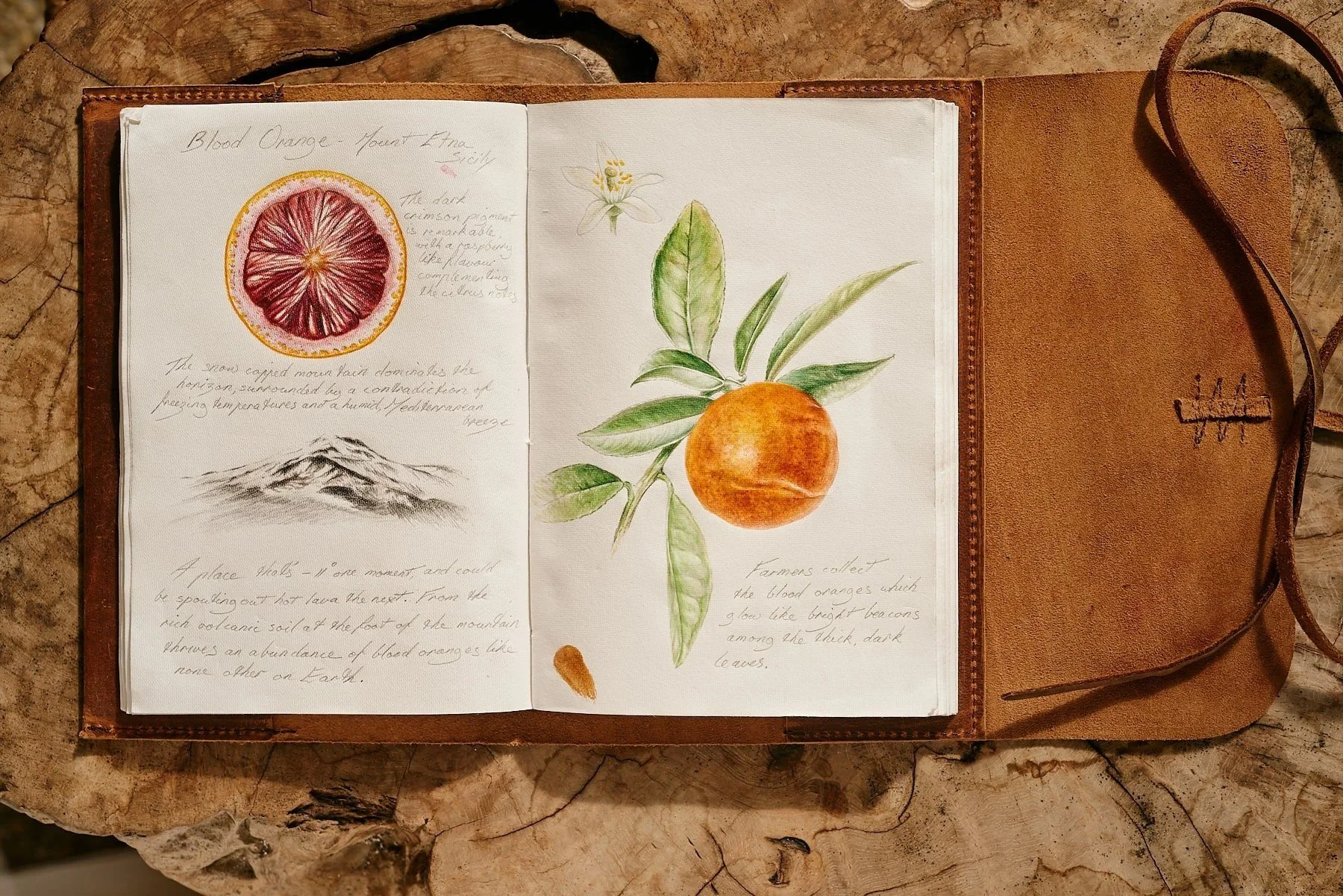 Journal pages: blood orange