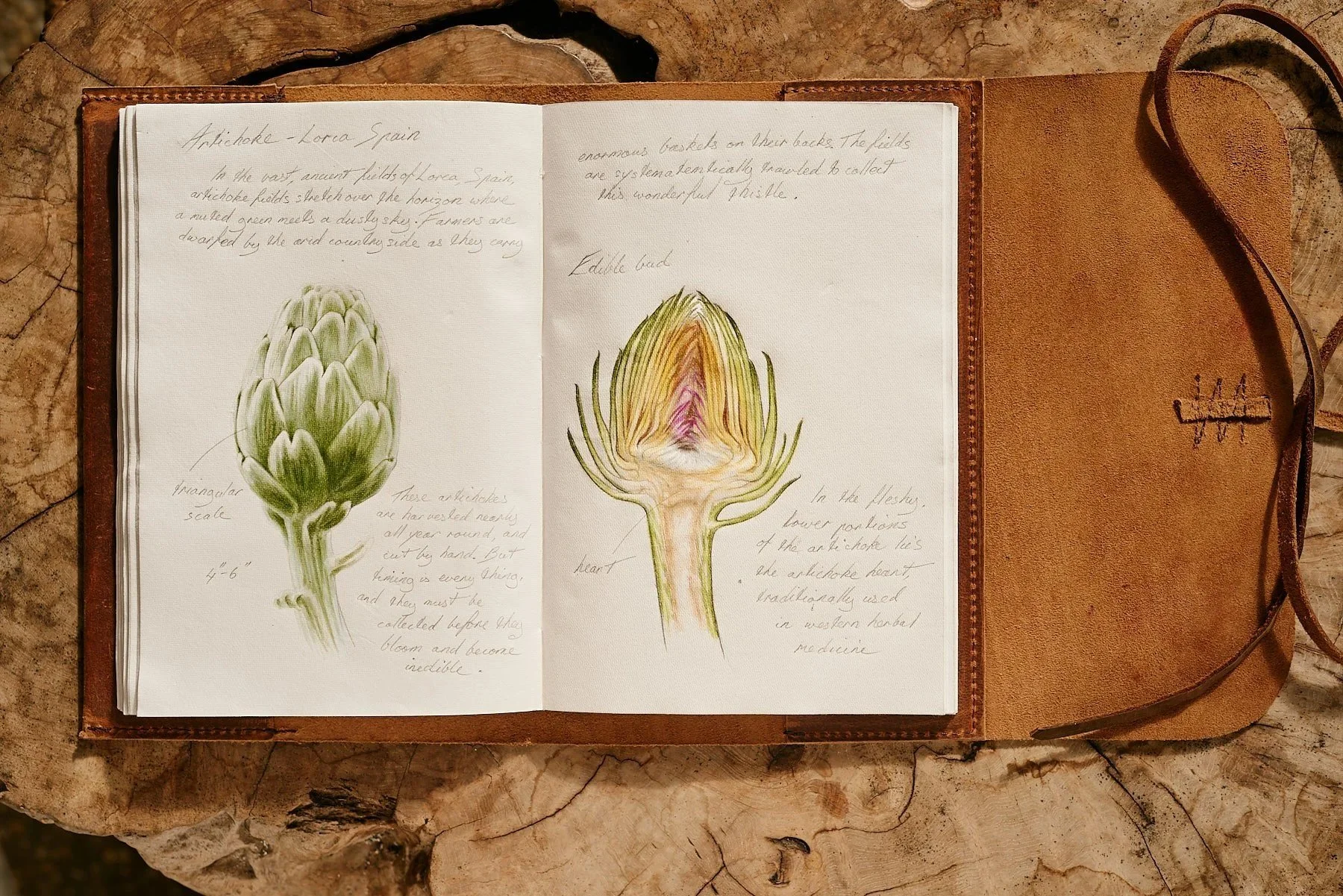 Journal pages: globe artichoke