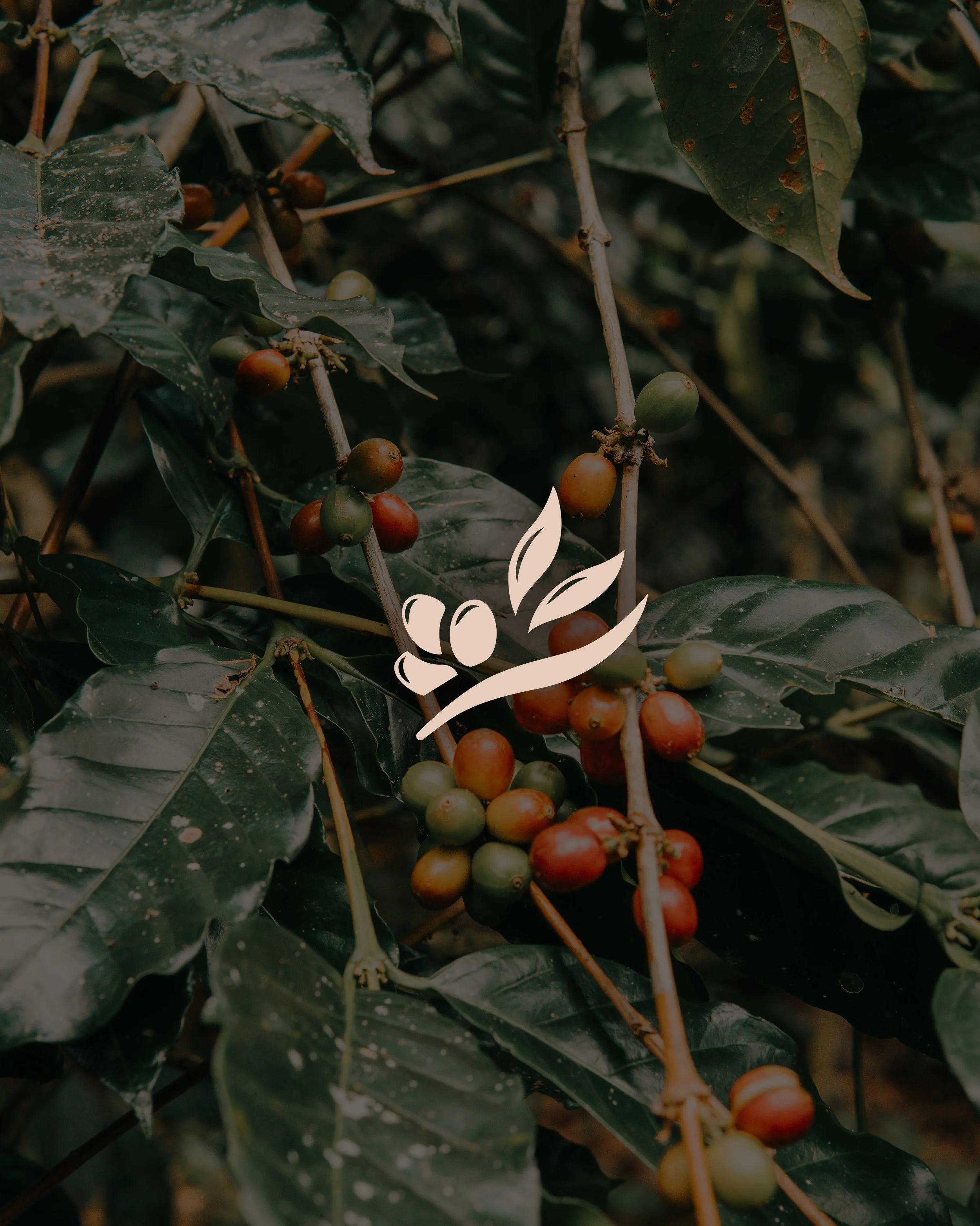 Enchanté - coffee & tea truck - identité visuelle