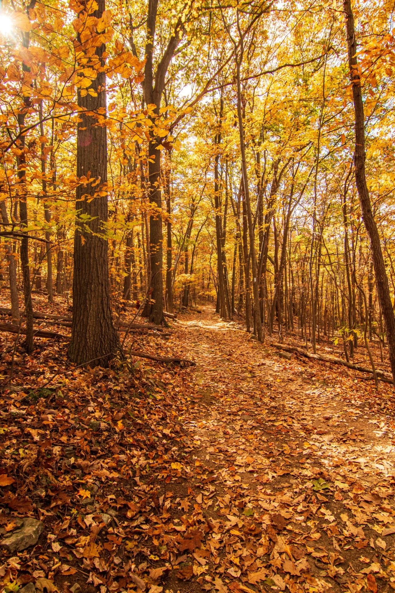 Autumn forest with a dirt trail covered in fallen orange and yellow leaves, tall trees with yellow foliage, sunlight filtering through the trees.