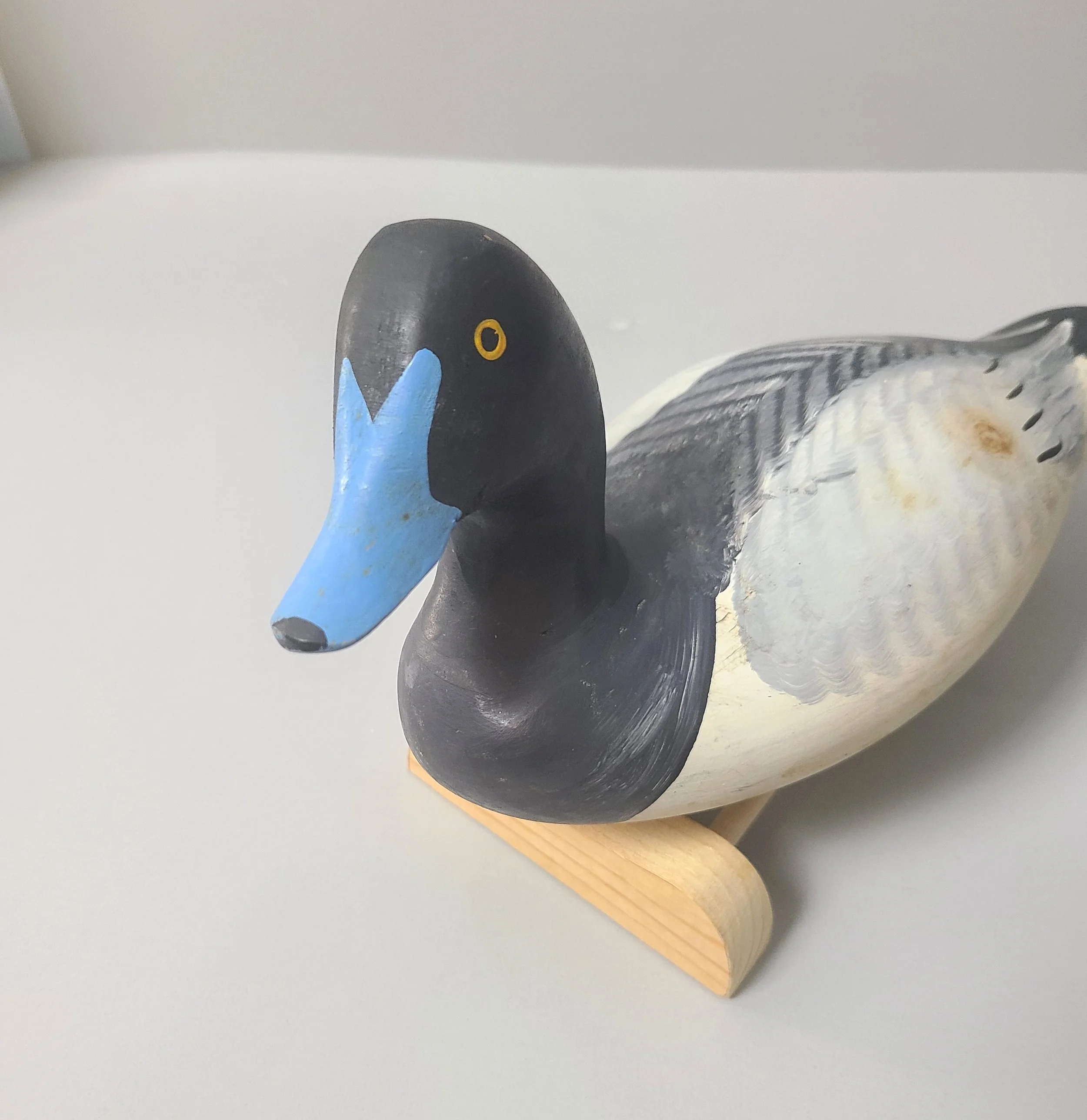 Hjobesbluebill4.jpg