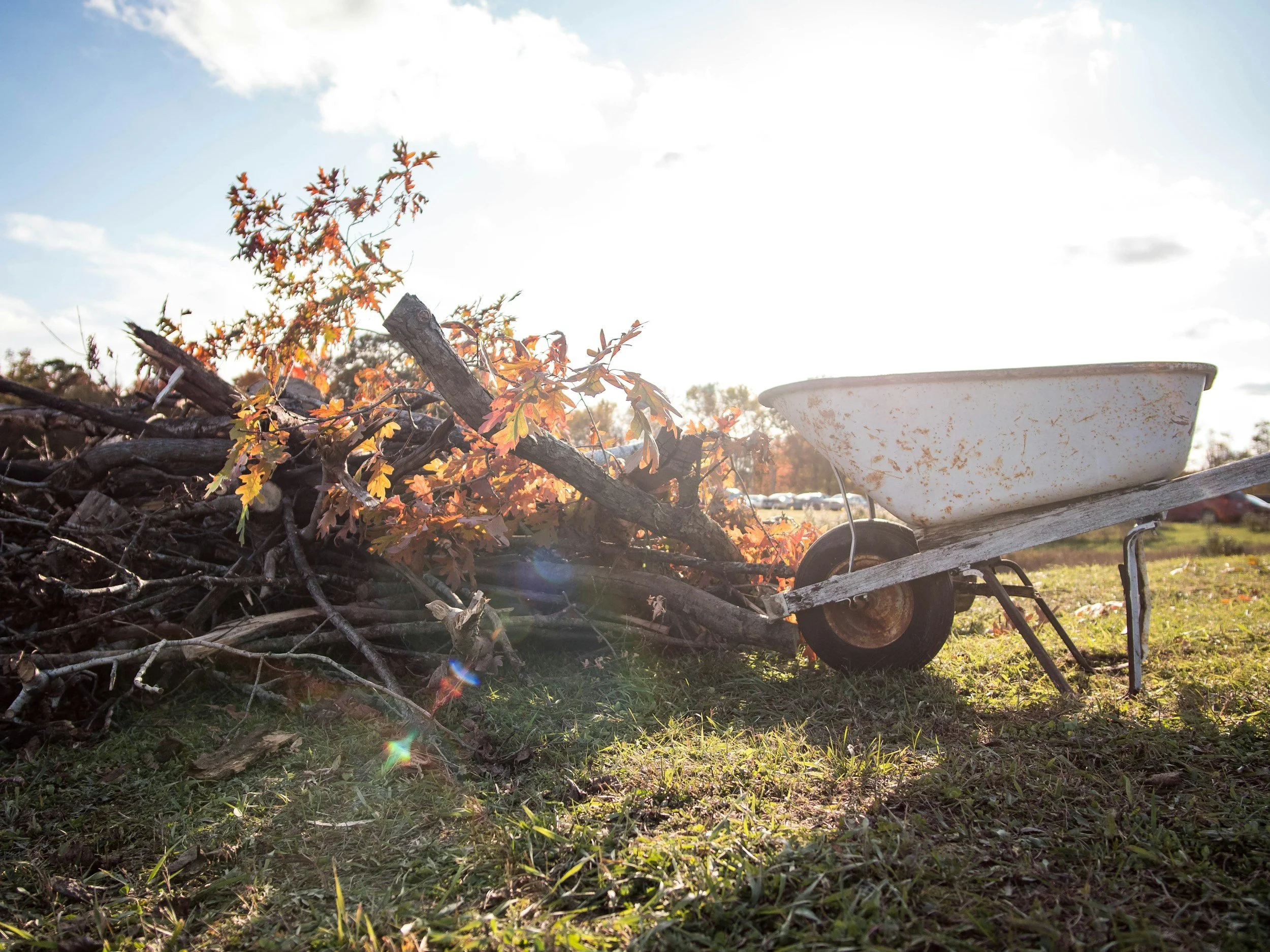 A pile of yard debris, including fallen branches and leaves, next to a rusty wheelbarrow in a grassy outdoor area during daylight.