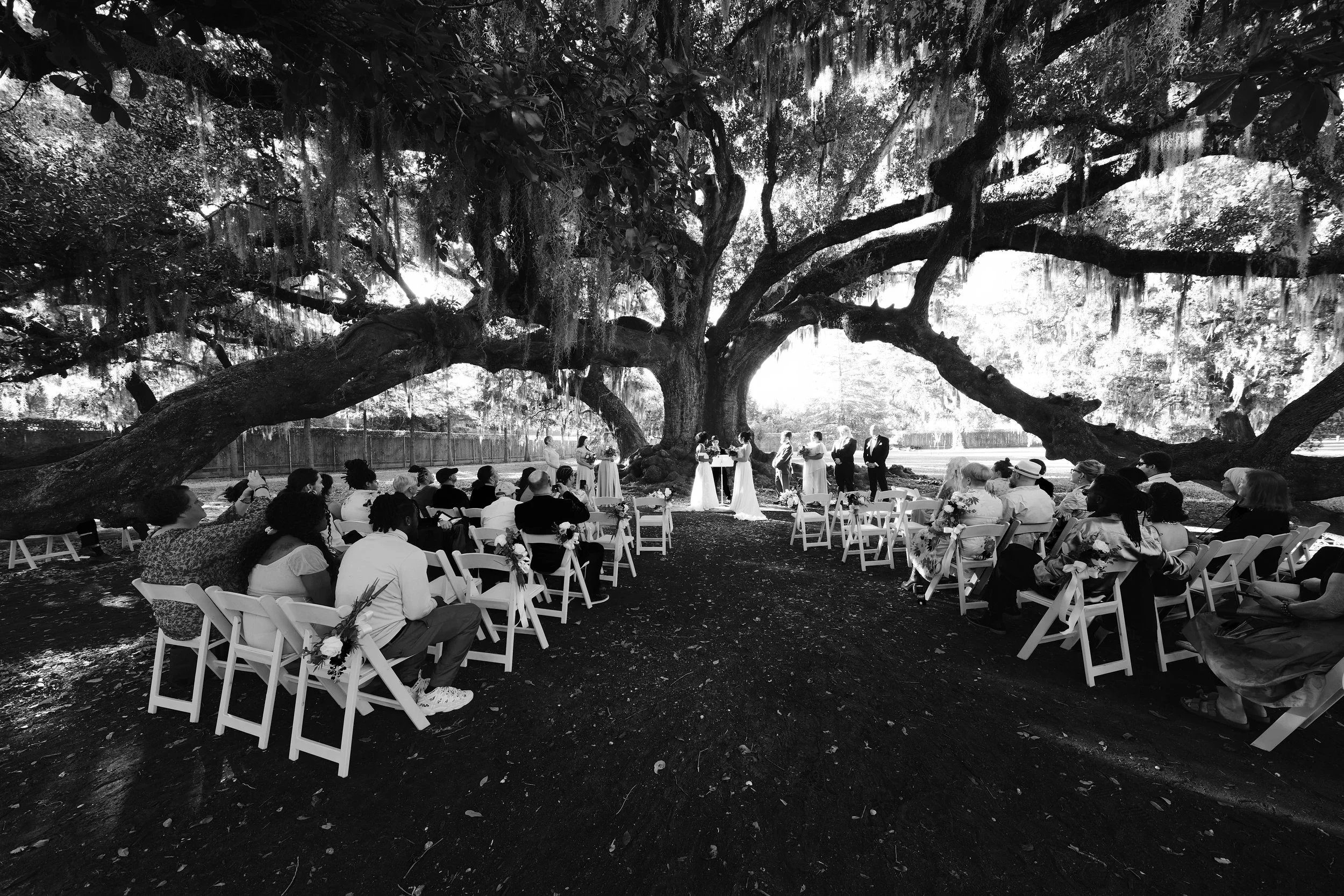 Black and white image of an outdoor wedding ceremony in Audubon Park's Tree of Life, under a large tree with seated guests and standing wedding party.