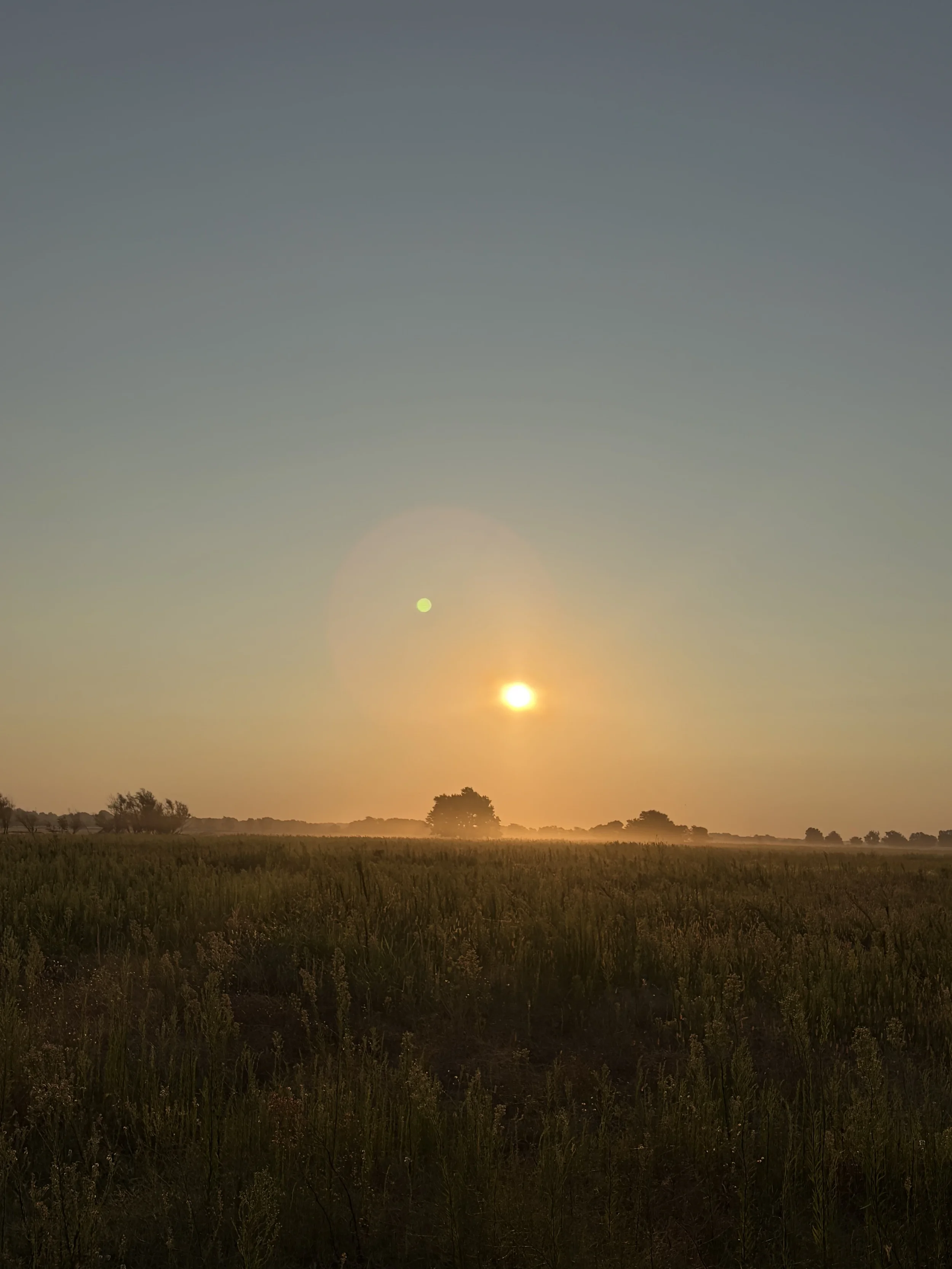 Morning sunrise at the farm over a beautiful pasture with trees in the distance under a clear sky.