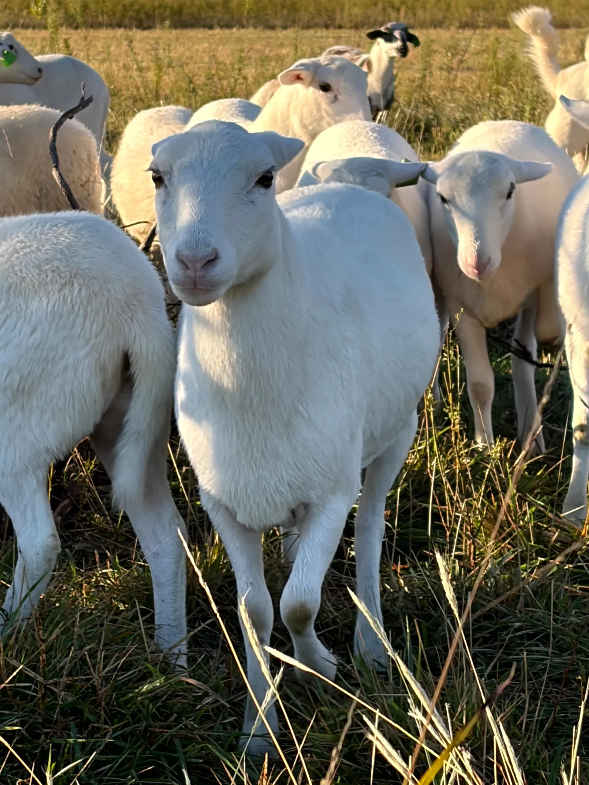 A flock of white Kathadin/St. Croix sheep in a grassy field during sunset.