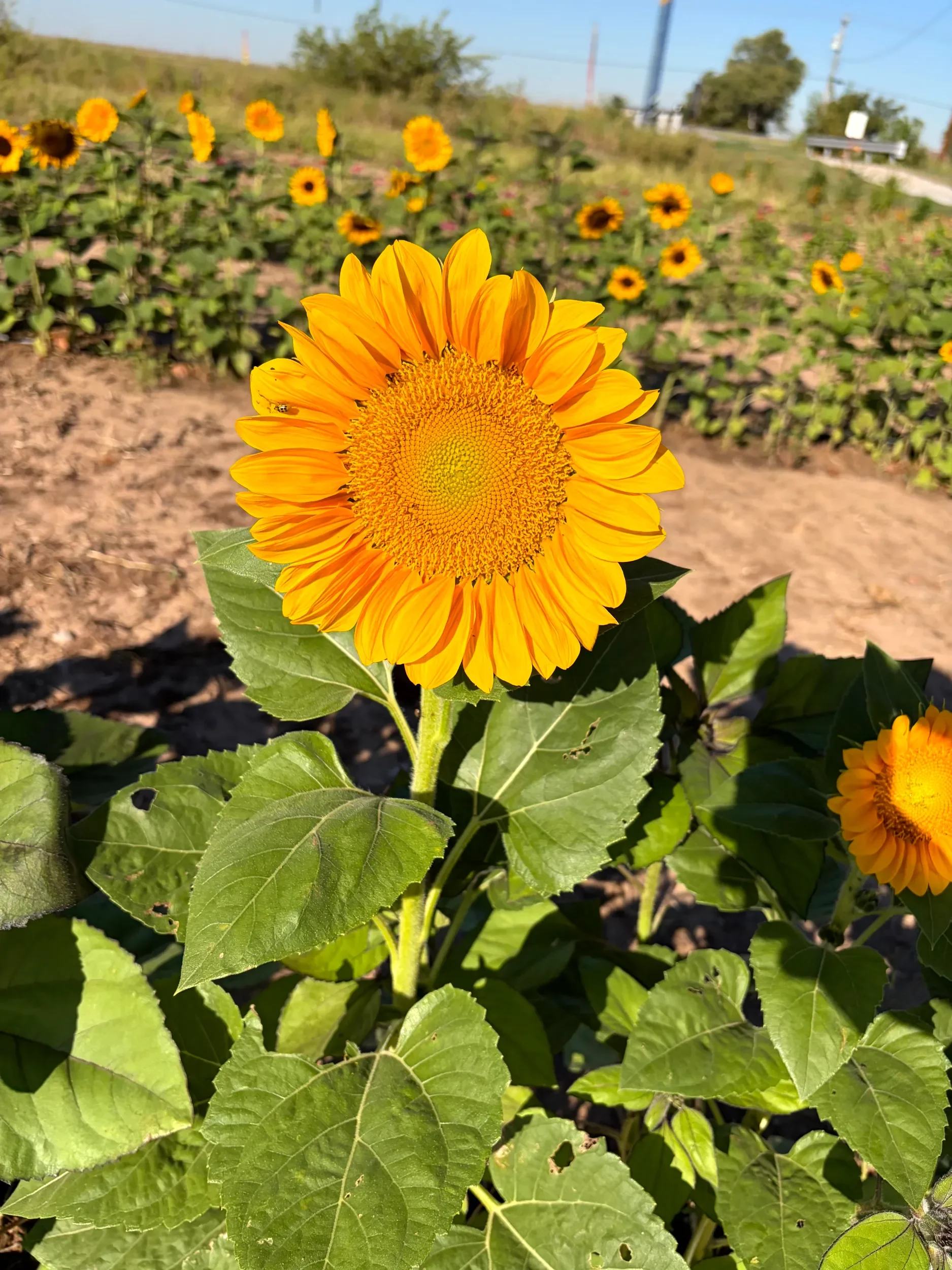Bright yellow sunflower with large green leaves in foreground, numerous sunflowers in background under clear blue sky.