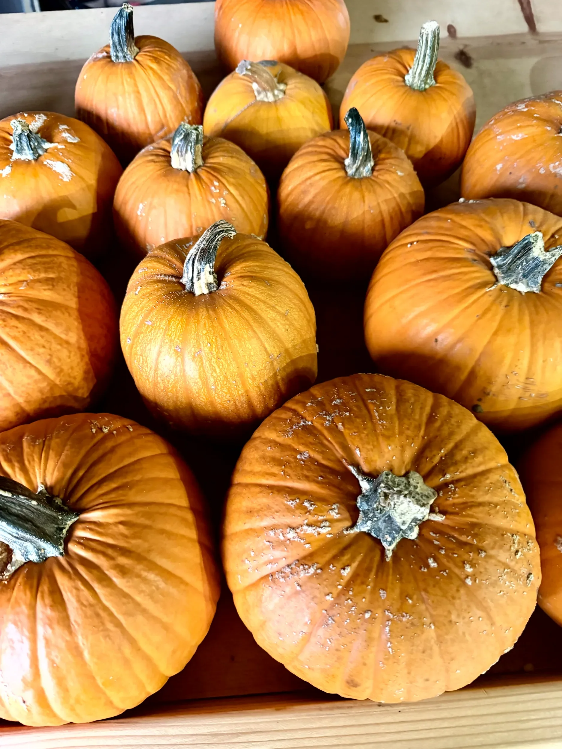 Several orange pie pumpkins.