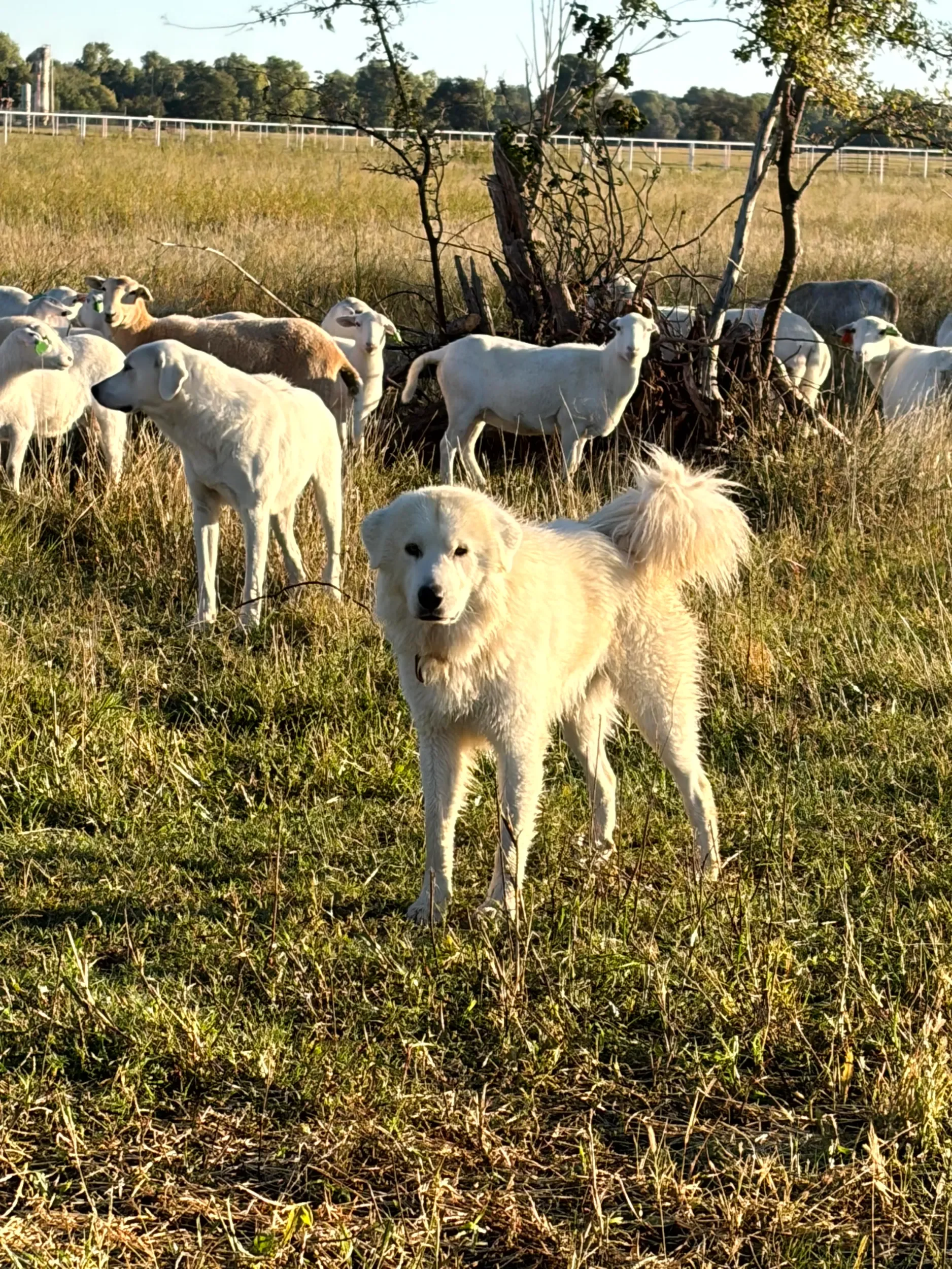 A farm scene with a group of hair sheep and one dog in the field, with trees and a white fence in the background.
