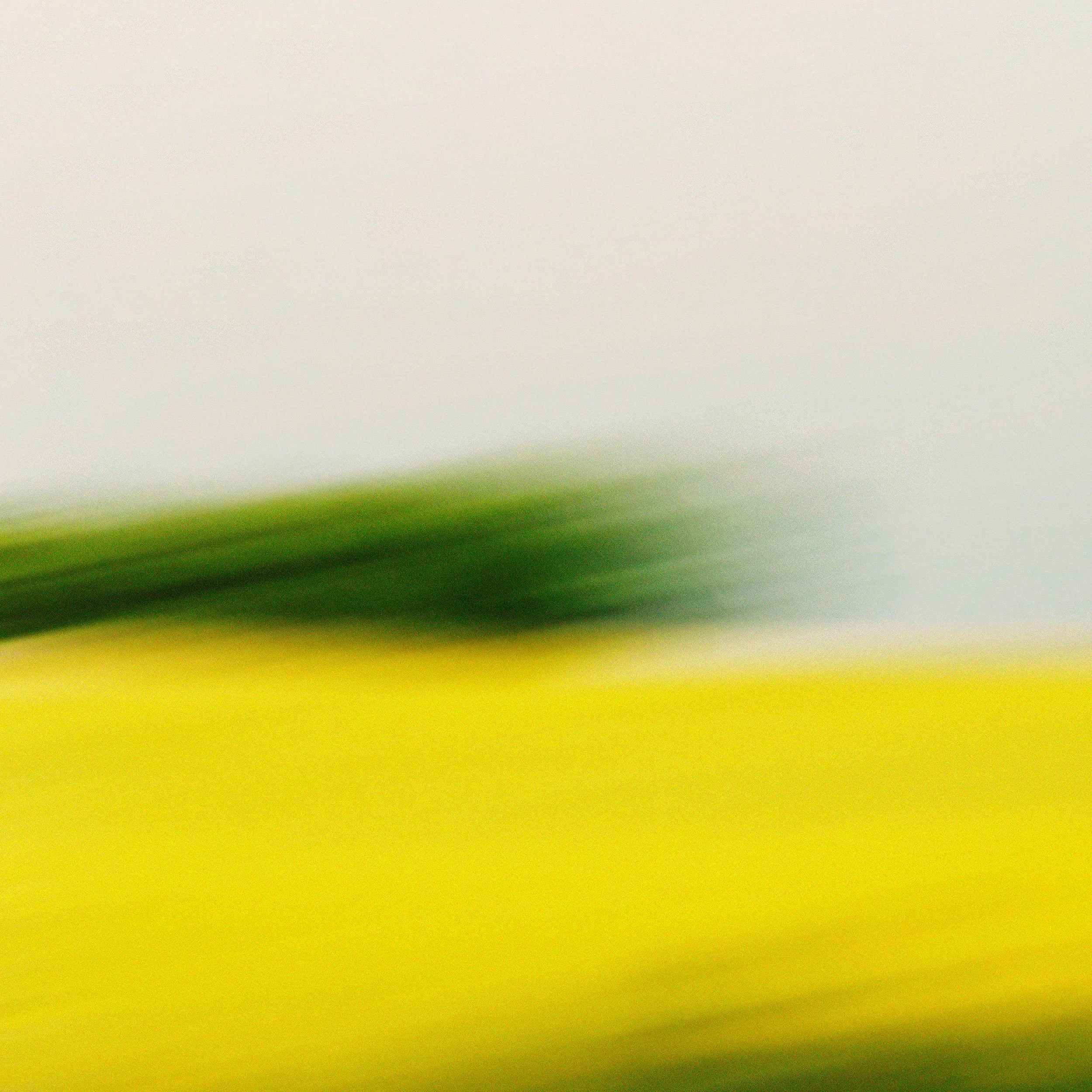 Yellow in Green by Nima Chaichi.jpg