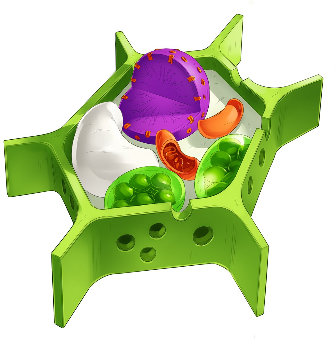 2_4P Plant Cell 2.jpg