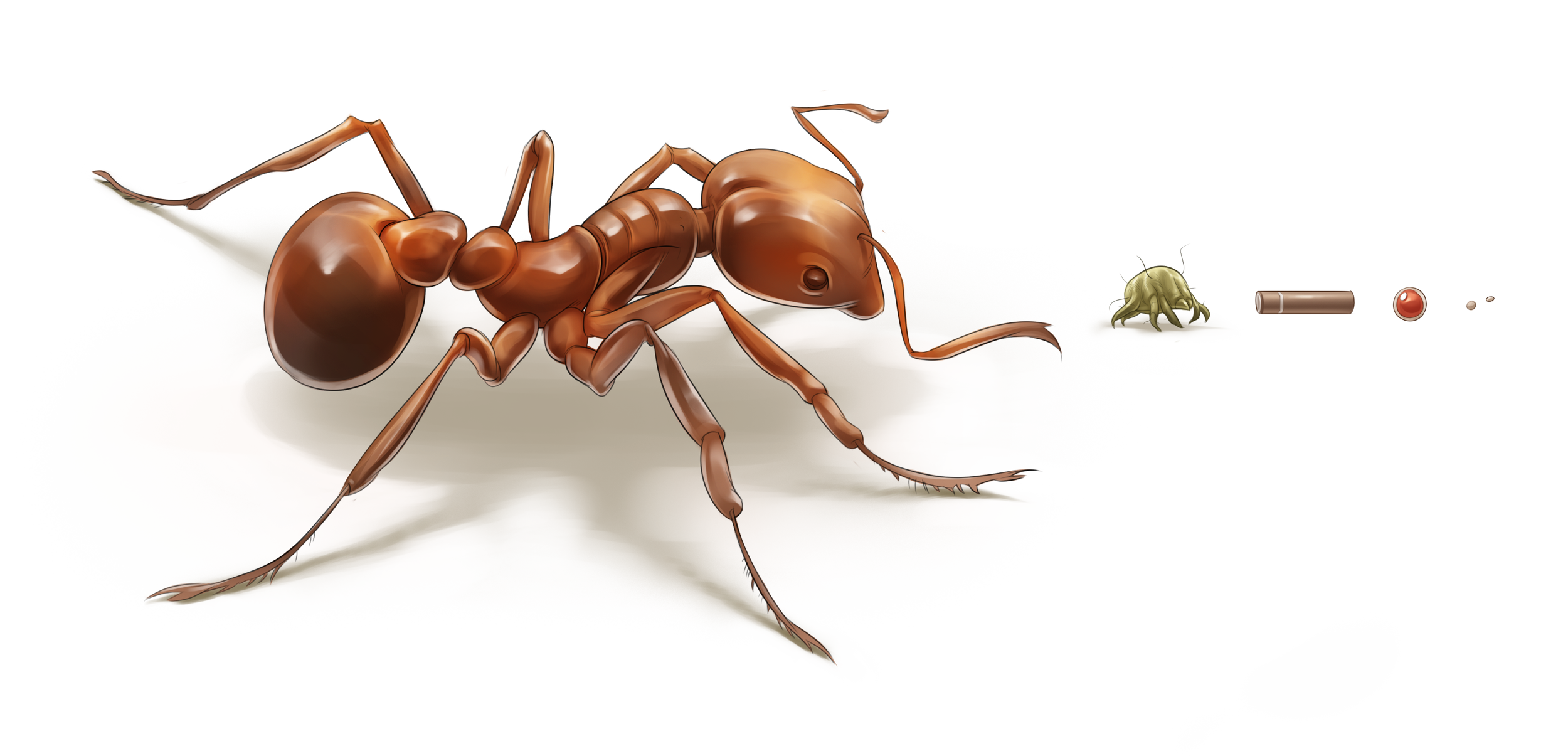 KO7_01_02_03P Ant and cells 2.png