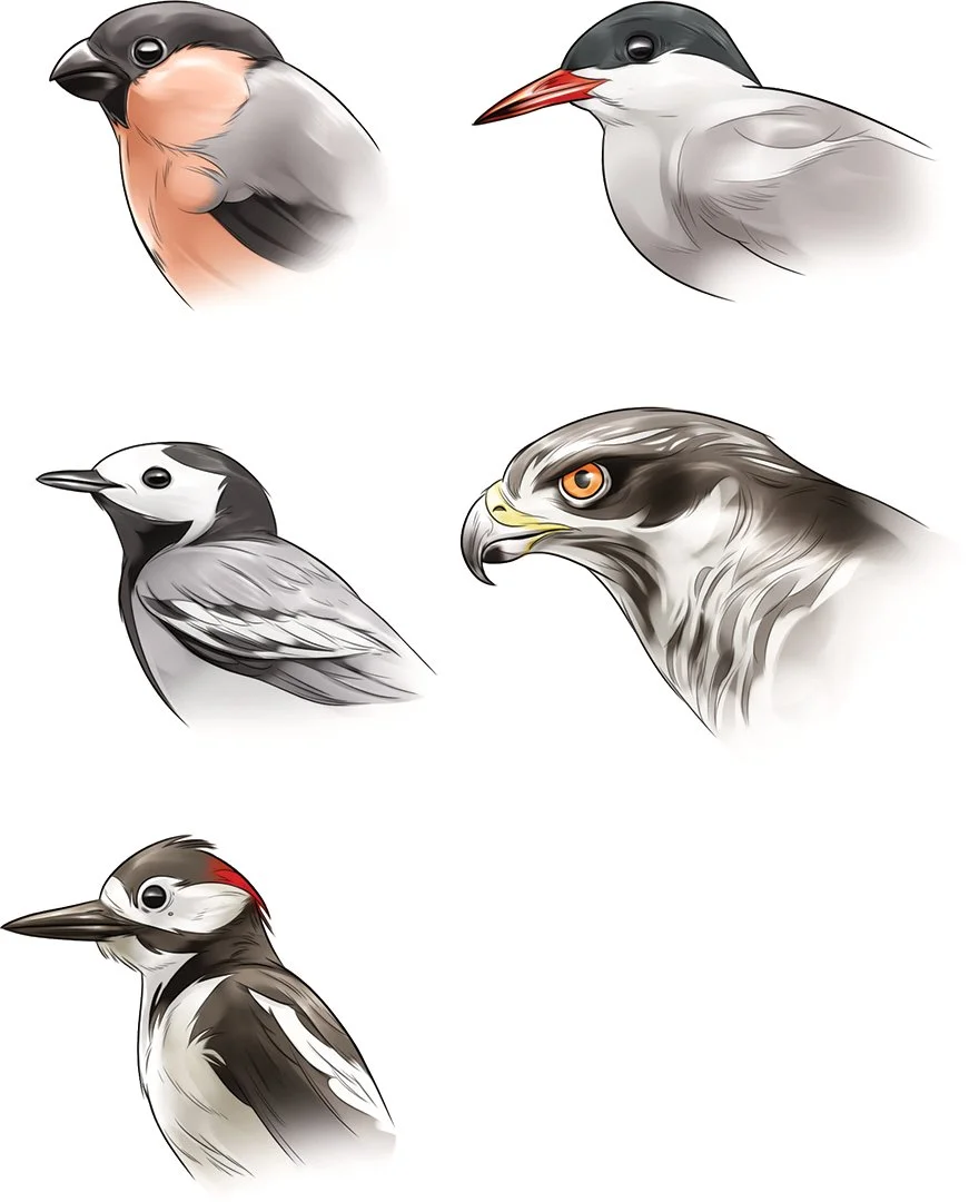 15_20 Bird heads ActualSize.jpg