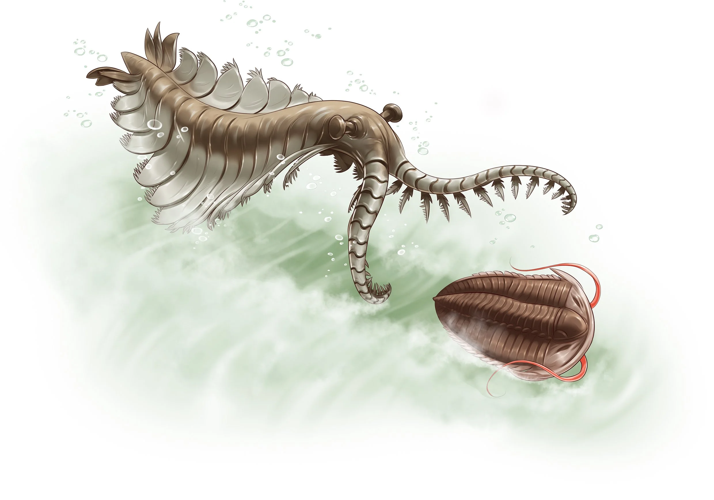 6_5P Anomalocaris2.jpg