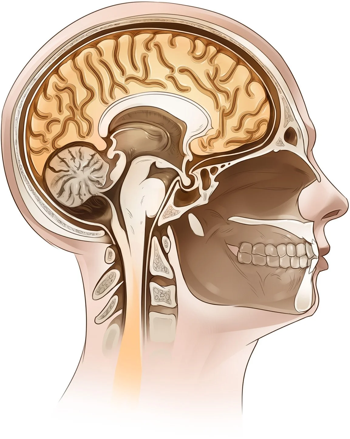 11_7_P_Brain_preFinal.jpg