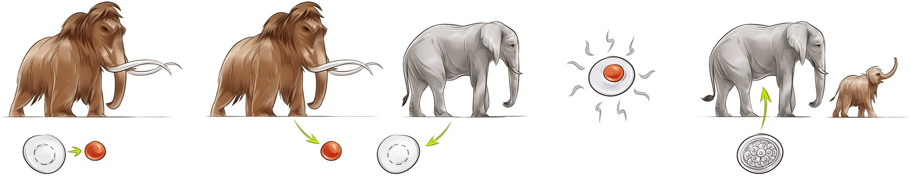 17_25 Mammoth 2.jpg
