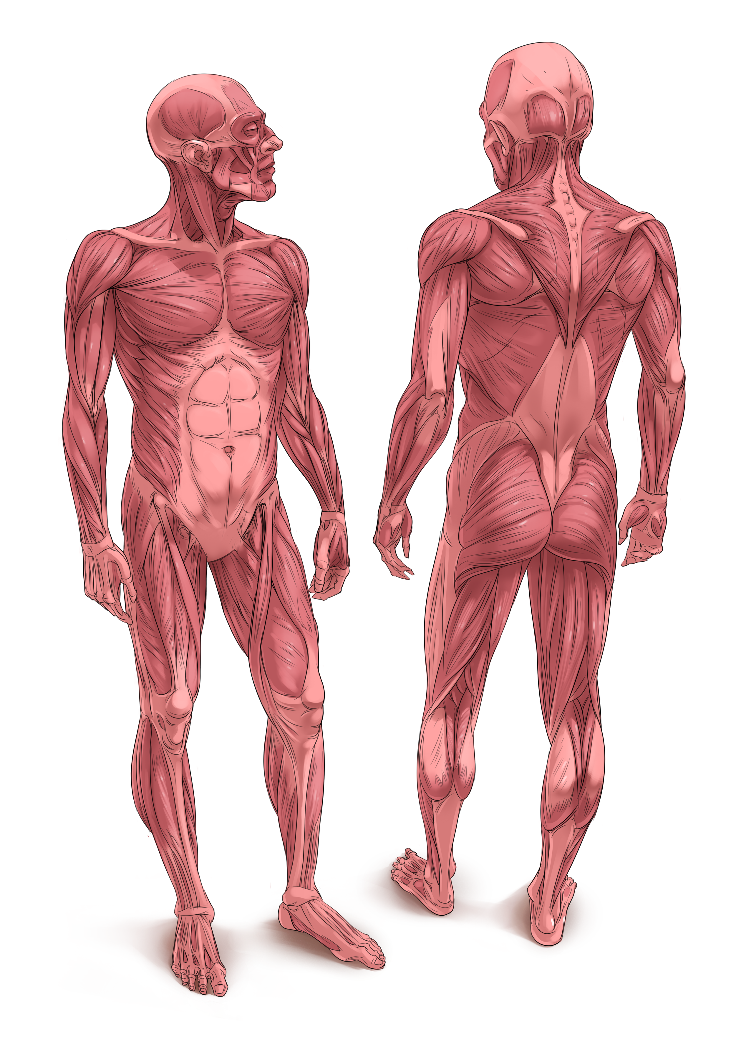 8_16_P_MusclesMan_MuscleColour_new.png