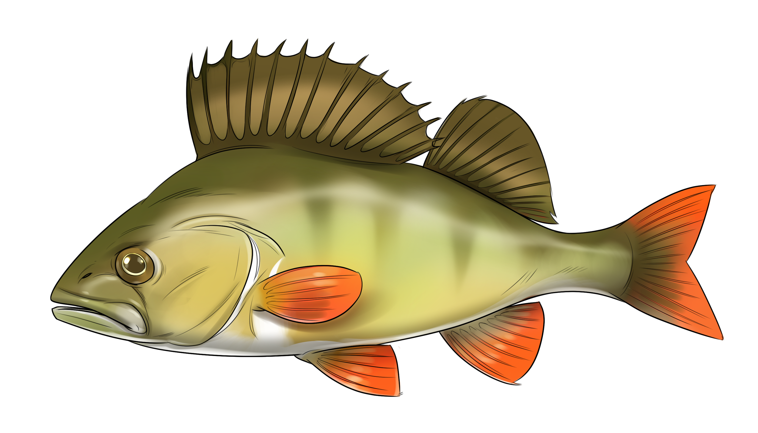 KO7_04_12_30PT_Perch.png