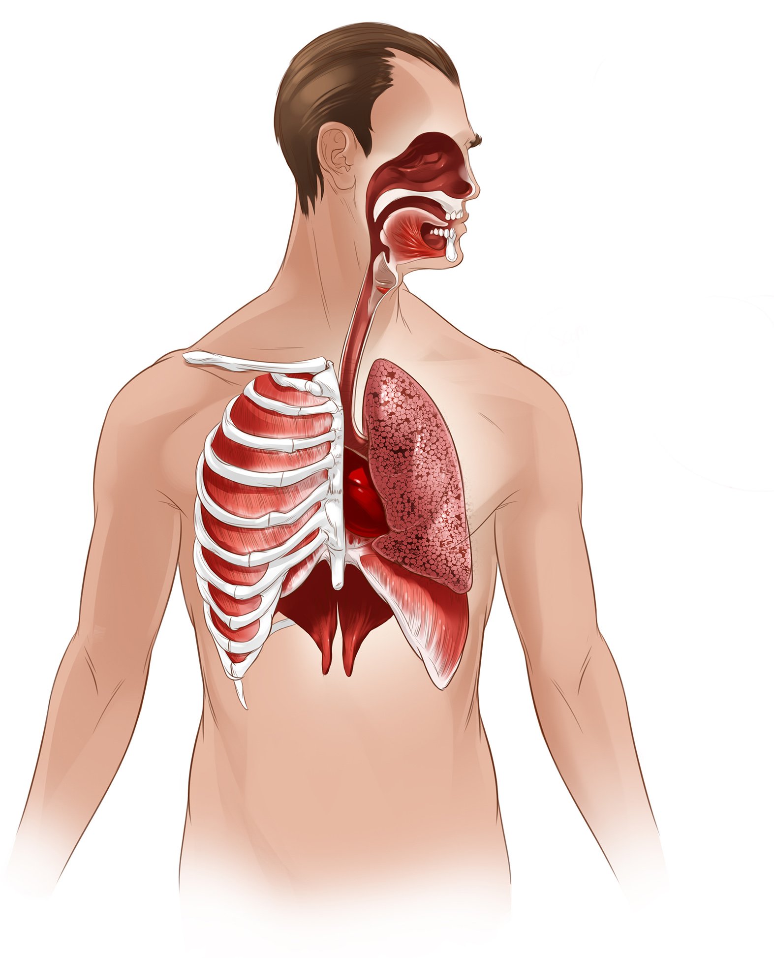 7_3_P_Lungs_line4_1.jpg