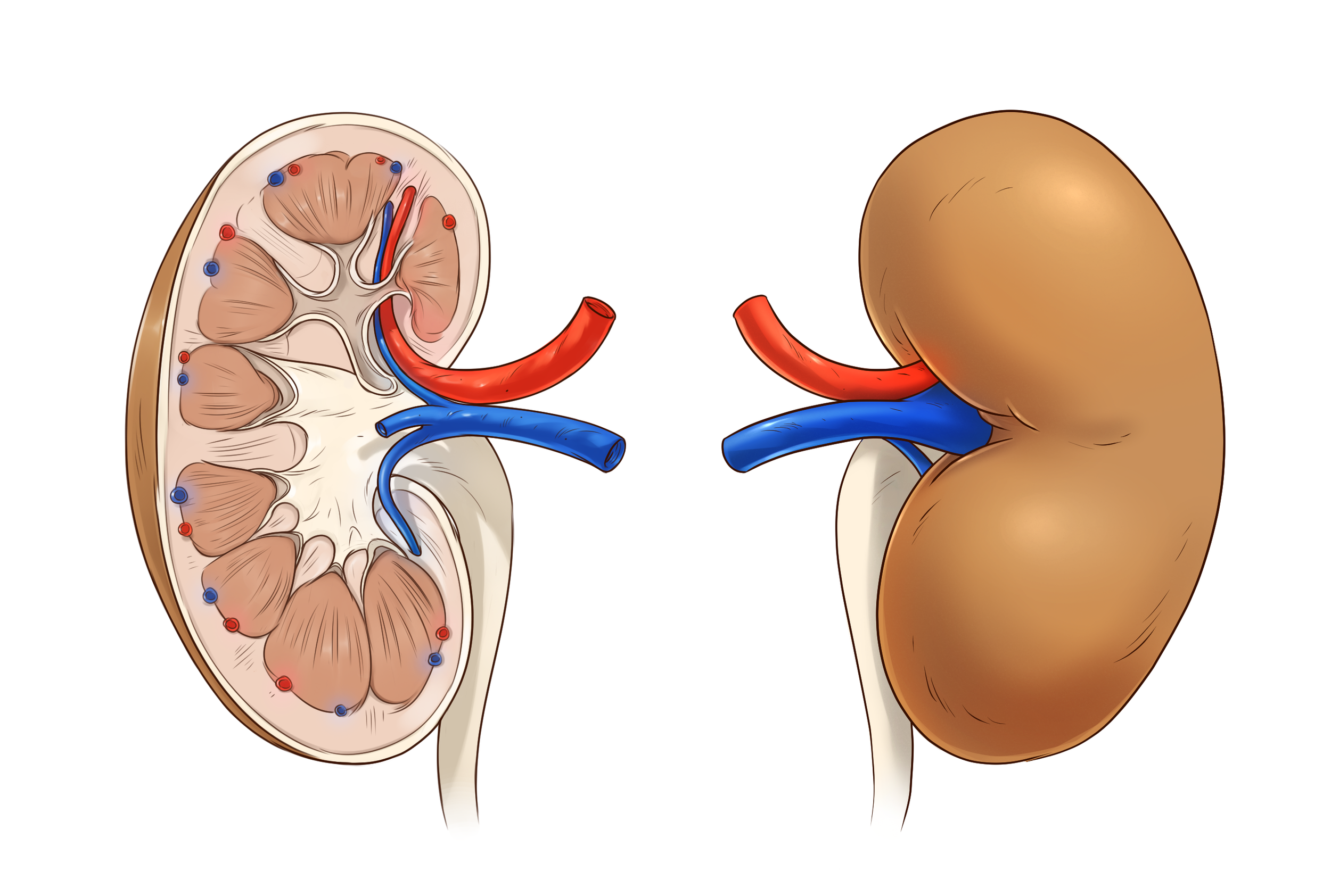 9_4_P_Kidneys_Outside_new.png