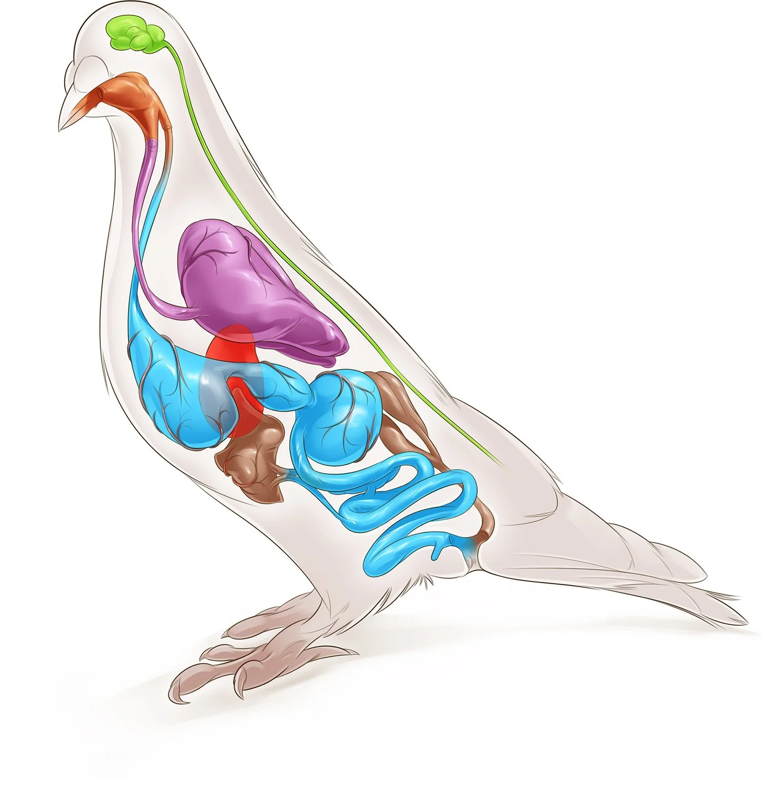 15_6P Bird Insides v3.jpg