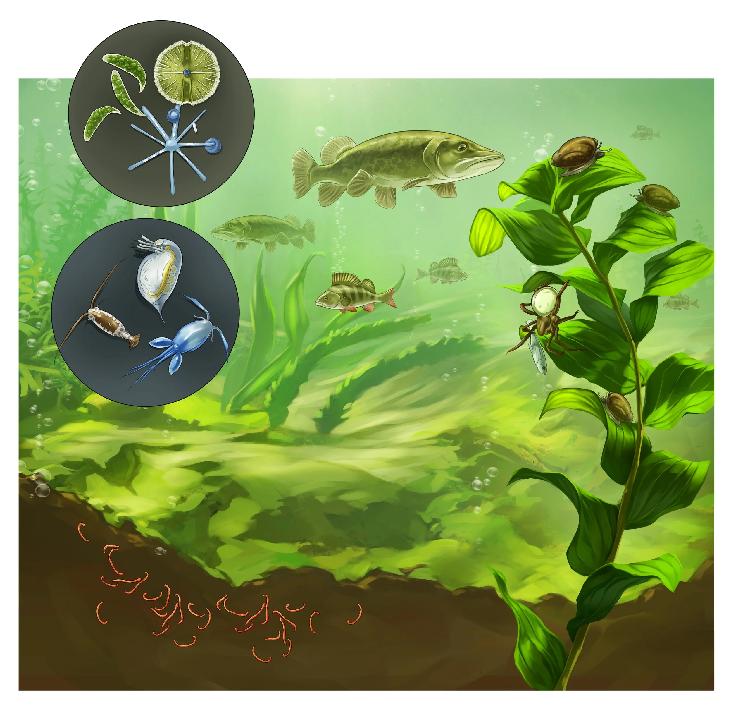 3_4P Lake Ecosystem3.jpg