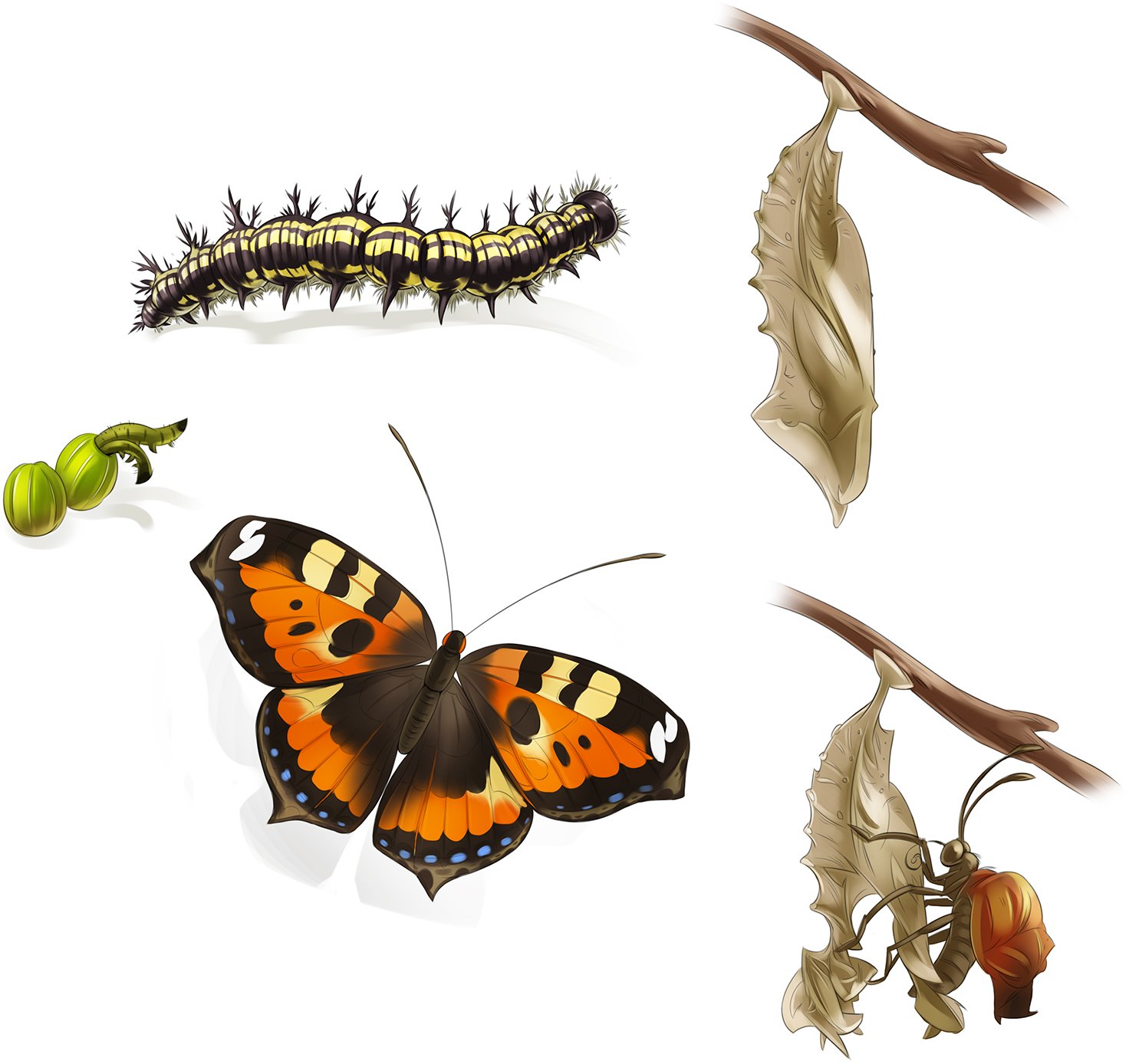 11_8P Butterfly all in one.jpg