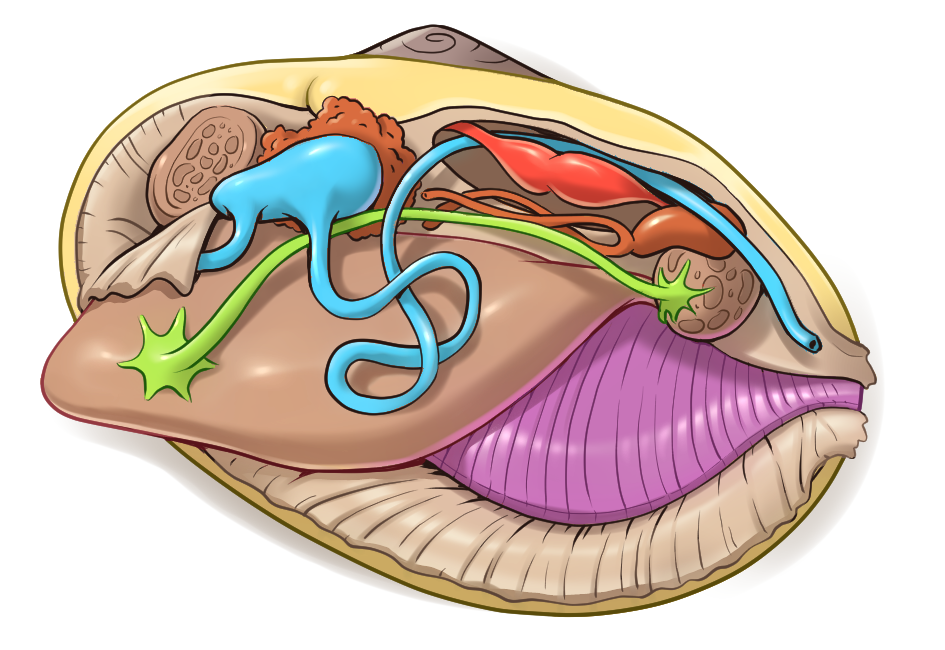 KO7_04_11_15 Clam insides v2.png