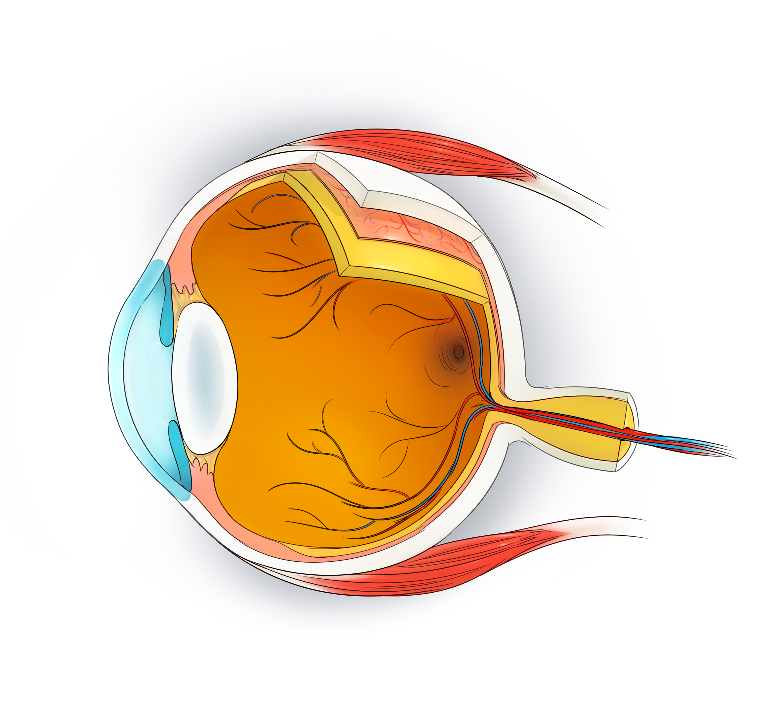 13_2_P_Eye_fix.png