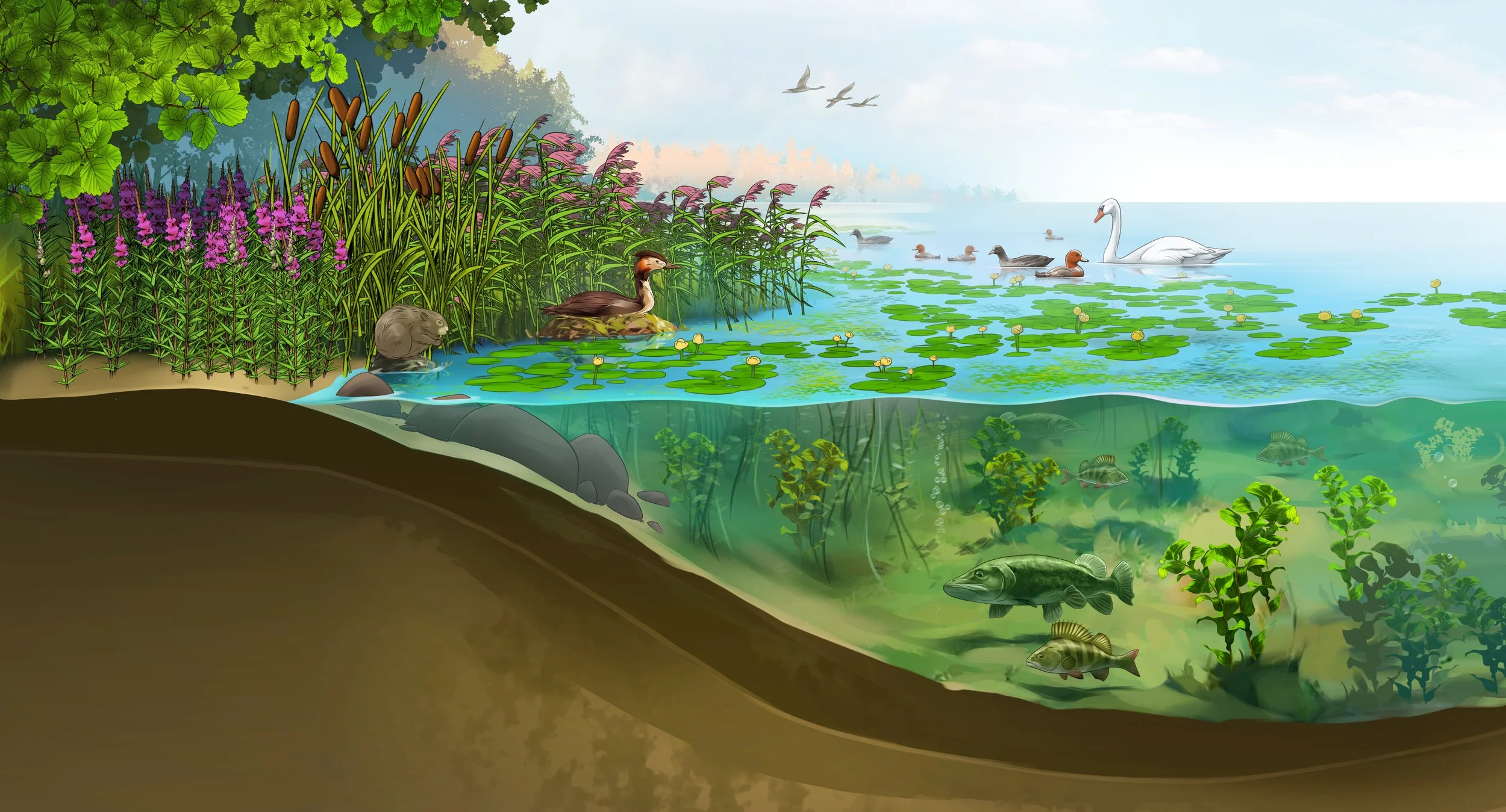KO8_04_12_05P_Shore_vegetation_2_short.jpg