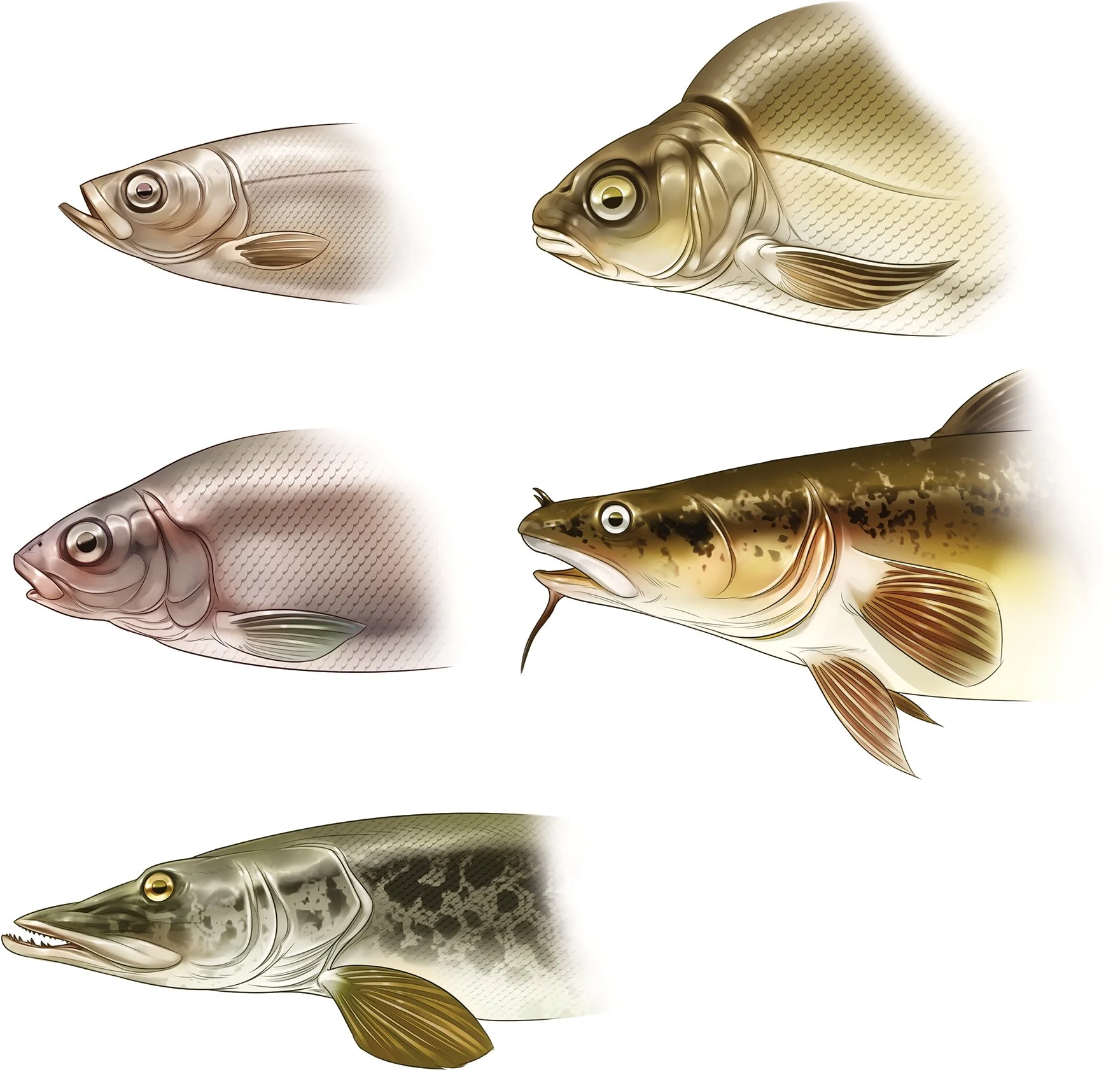 12_P Fish heads ActualSize.jpg