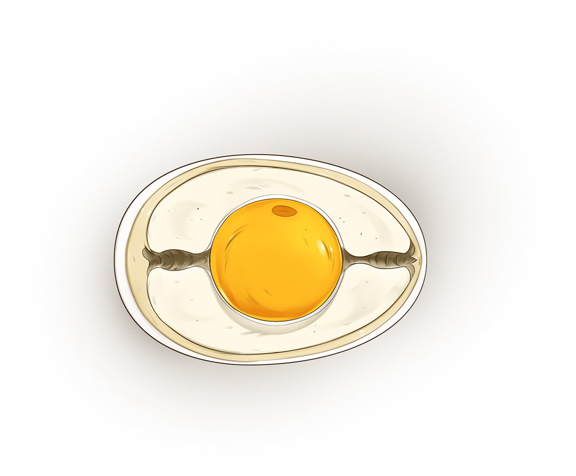 15_14P Bird Egg Structure Actual Size.jpg