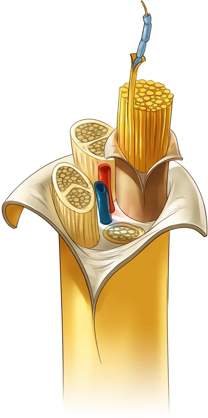 11_6_P_NerveStructure_line.jpg